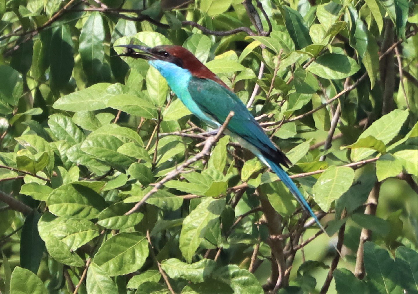BEE-EATER - BLUE-THROATED BEE-EATER - Merops viridis - Khao Mai Kaeo, Bang Lamung District, Chon Buri (34).jpg