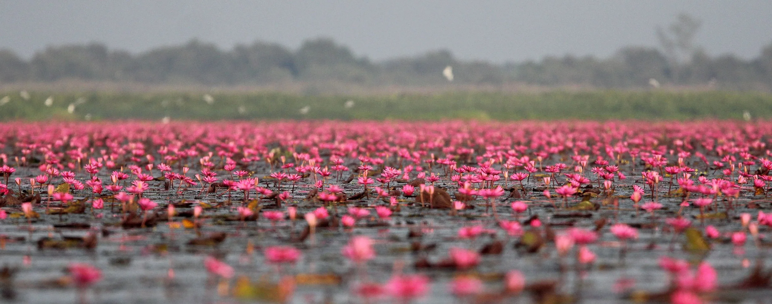 2018 Thale Noi Bird Sanctuary Patthalung (54).JPG