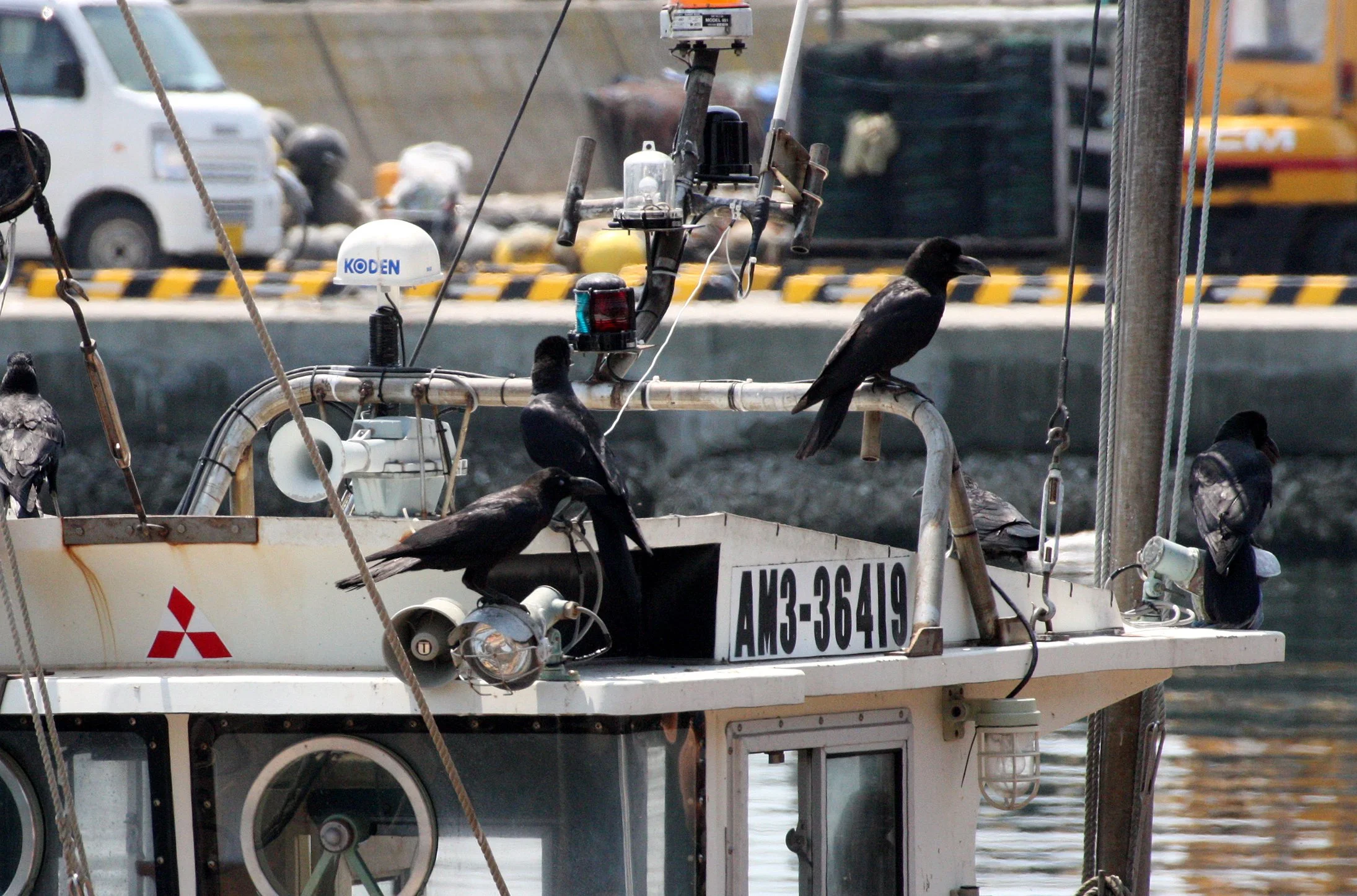 BIRD - CROW - JUNGLE AND CARRION CROWS - KAWAUCHI JAPAN (2).JPG