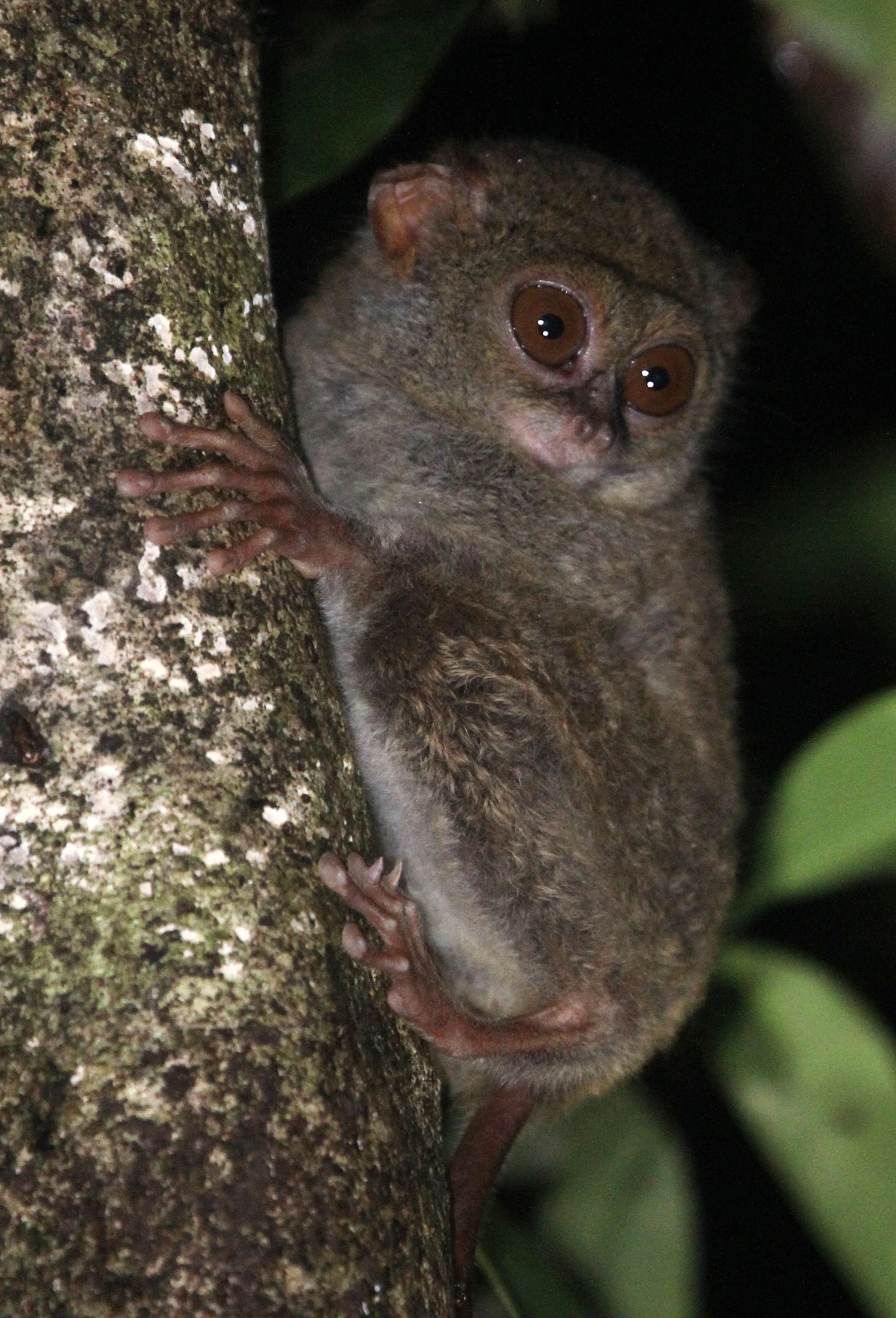 TARSIIDAE - Tarsius tarsier - SELAYAR (SPECTRAL) TARSIER - TANGKOKO NATIONAL PARK SULAWESI INDONESIA (88).JPG