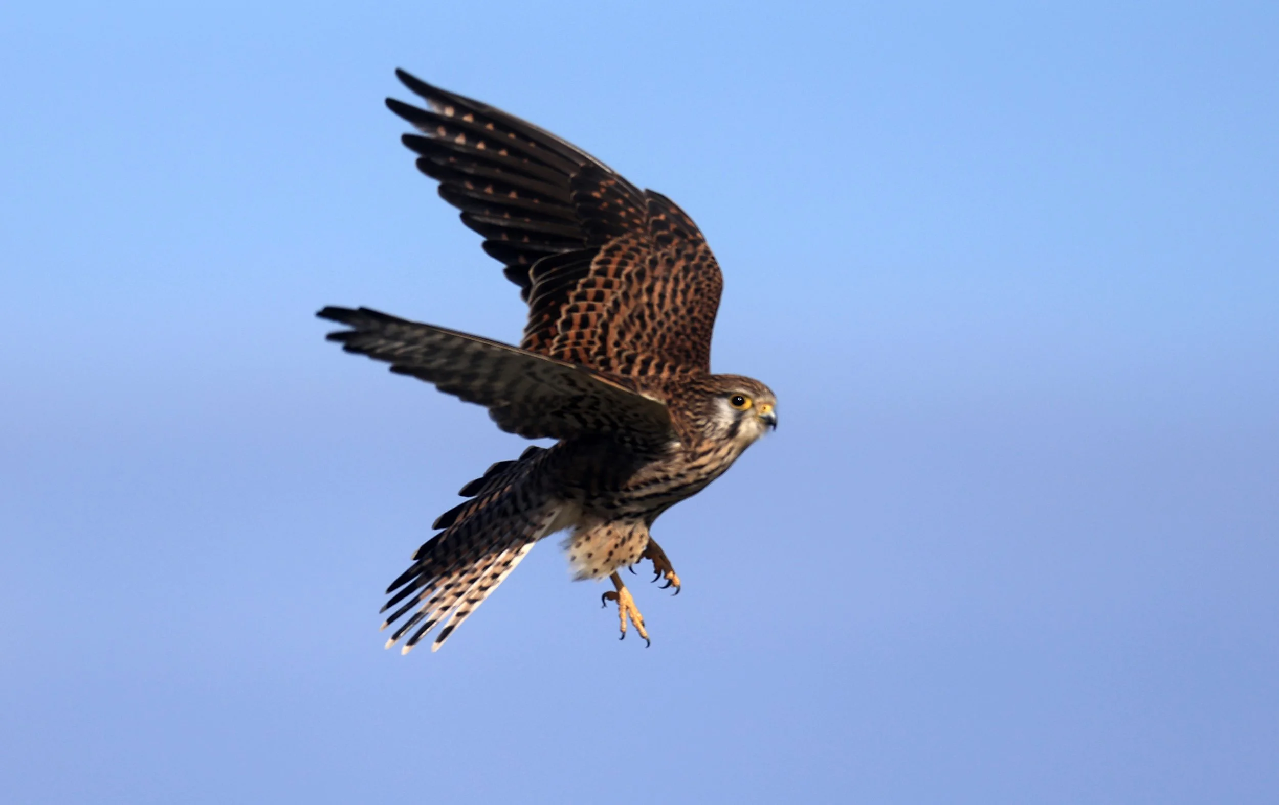 Eurasian or Common Kestrel (Falco tinnunculus) Izumi Crane Center and Fields Izumi Kagoshima Japan (33).jpg
