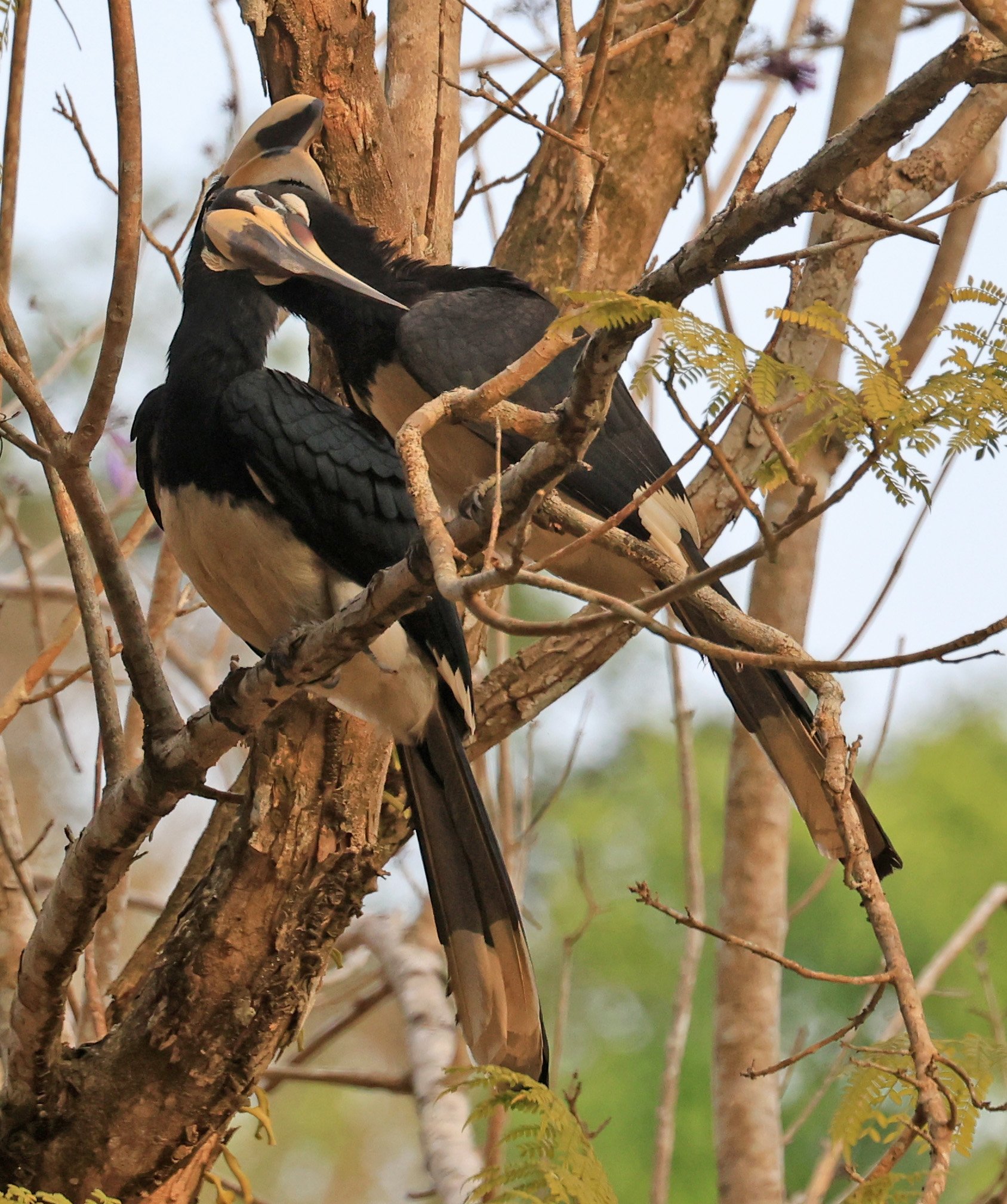 Oriental pied hornbill (Anthracoceros albirostris) Khao Yai National Park Feb 2026 Day 3 (6).jpg