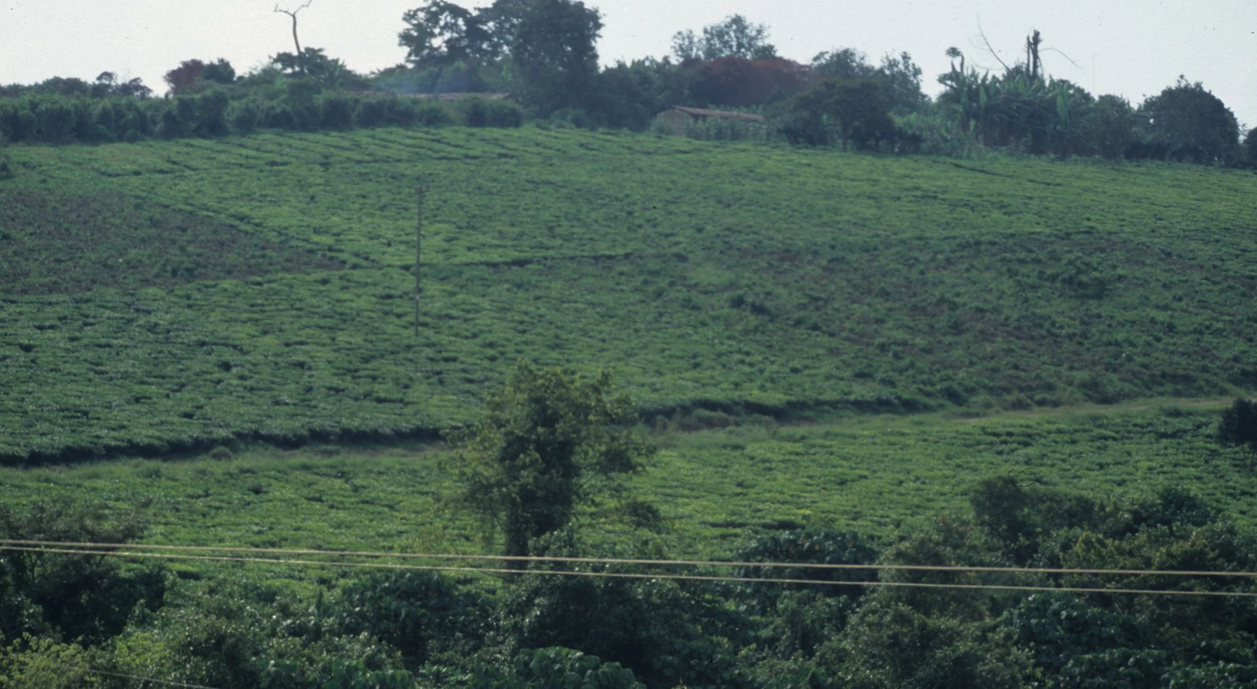 UGANDA - COUNTRYSIDE G.jpg