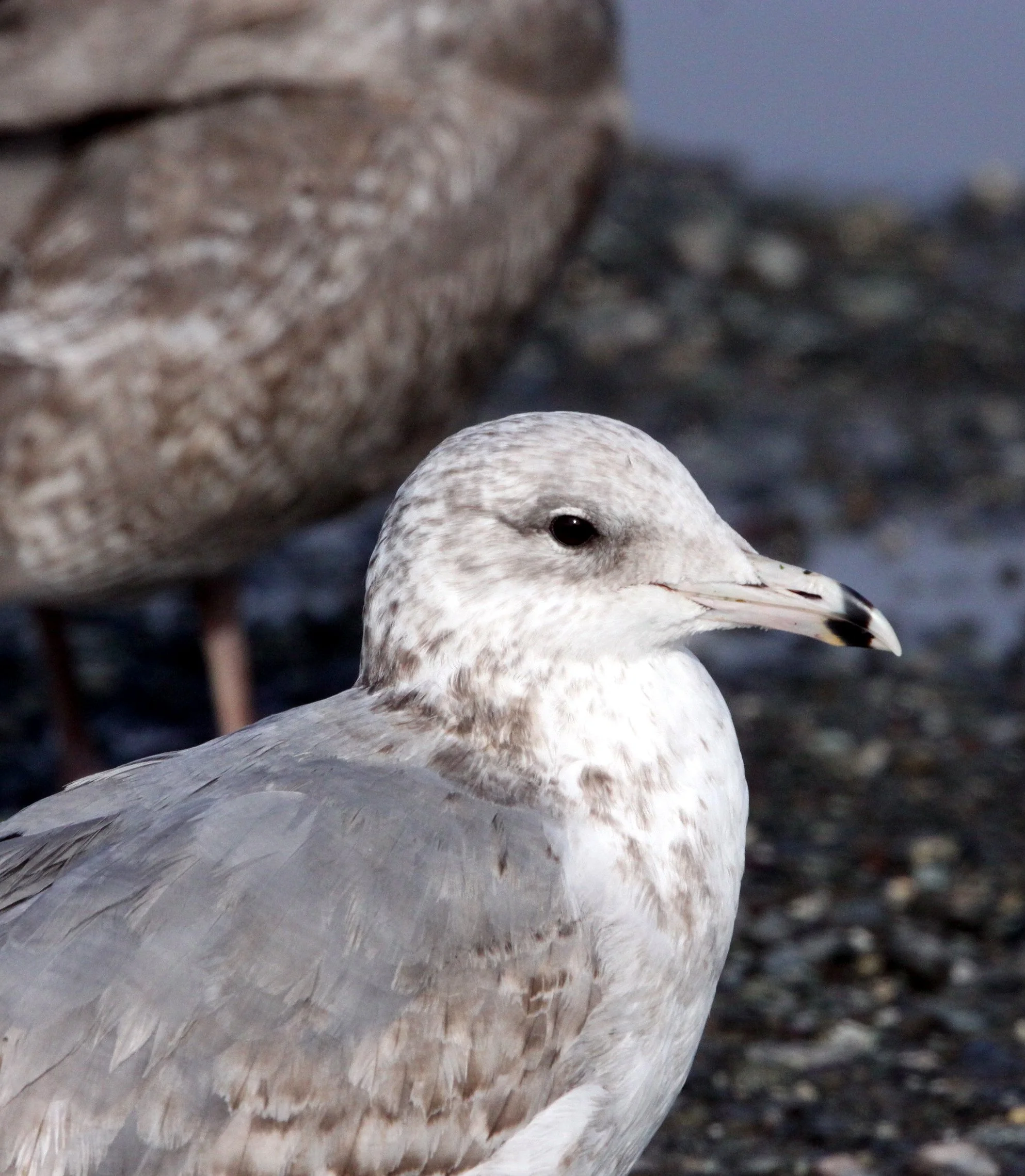 BIRD - GULL - RING-BILLED GULL - DUNGENESS WA (3).JPG