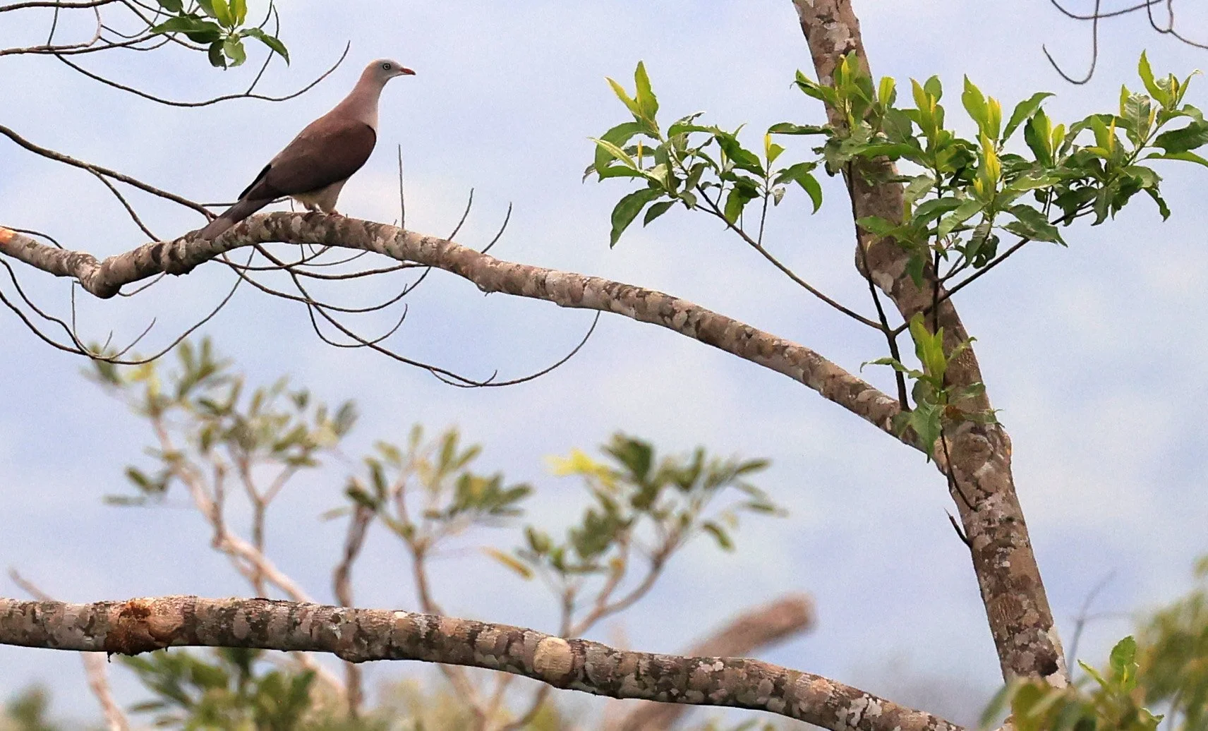Mountain Imperial Pigeon (Ducula badia) Khao Yai National Park Feb 2026 Day 2 (16).jpg