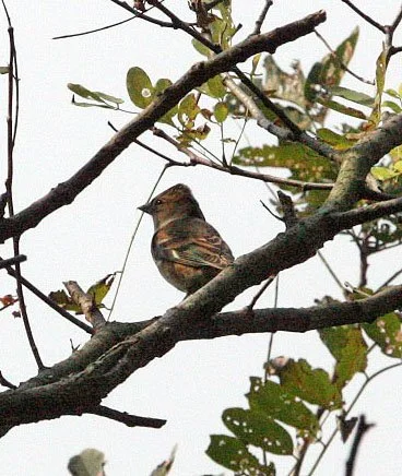 Brambling (Fringilla montifringilla) Nankou Rudong China (2).JPG