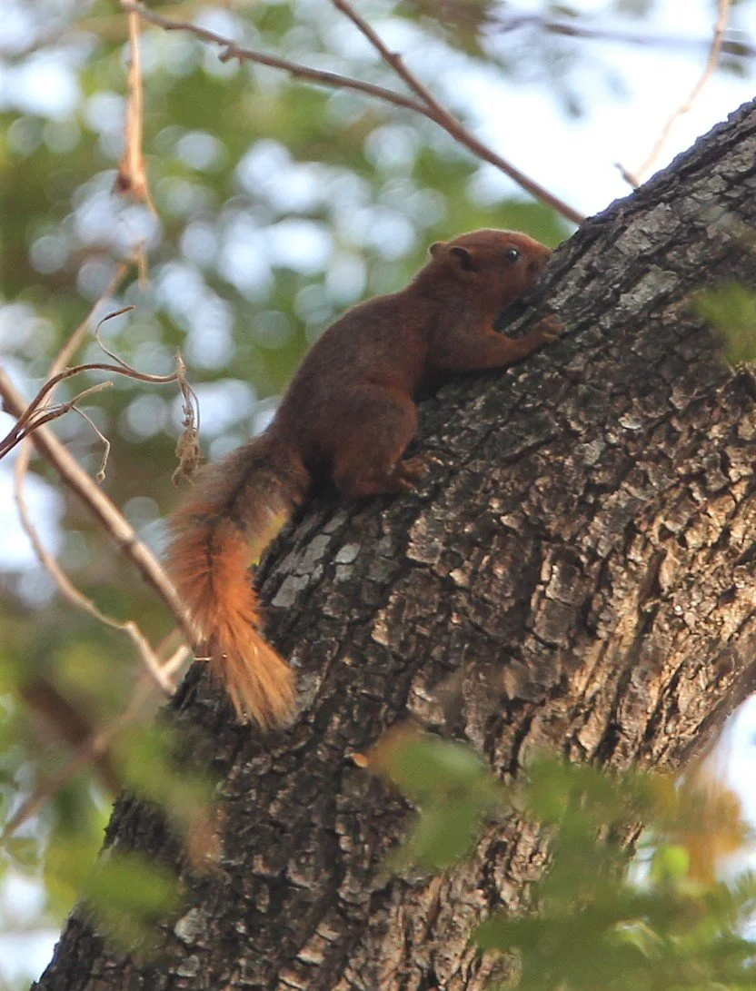 The Finlayson’s Squirrel (Callosciurus finlaysonii), often called the Variable Squirrel due to its diverse color forms (including cinnamon), is currently classified as Least Concern by the IUCN Red List.  In the Western Forest Complex (WFC) of Thaila