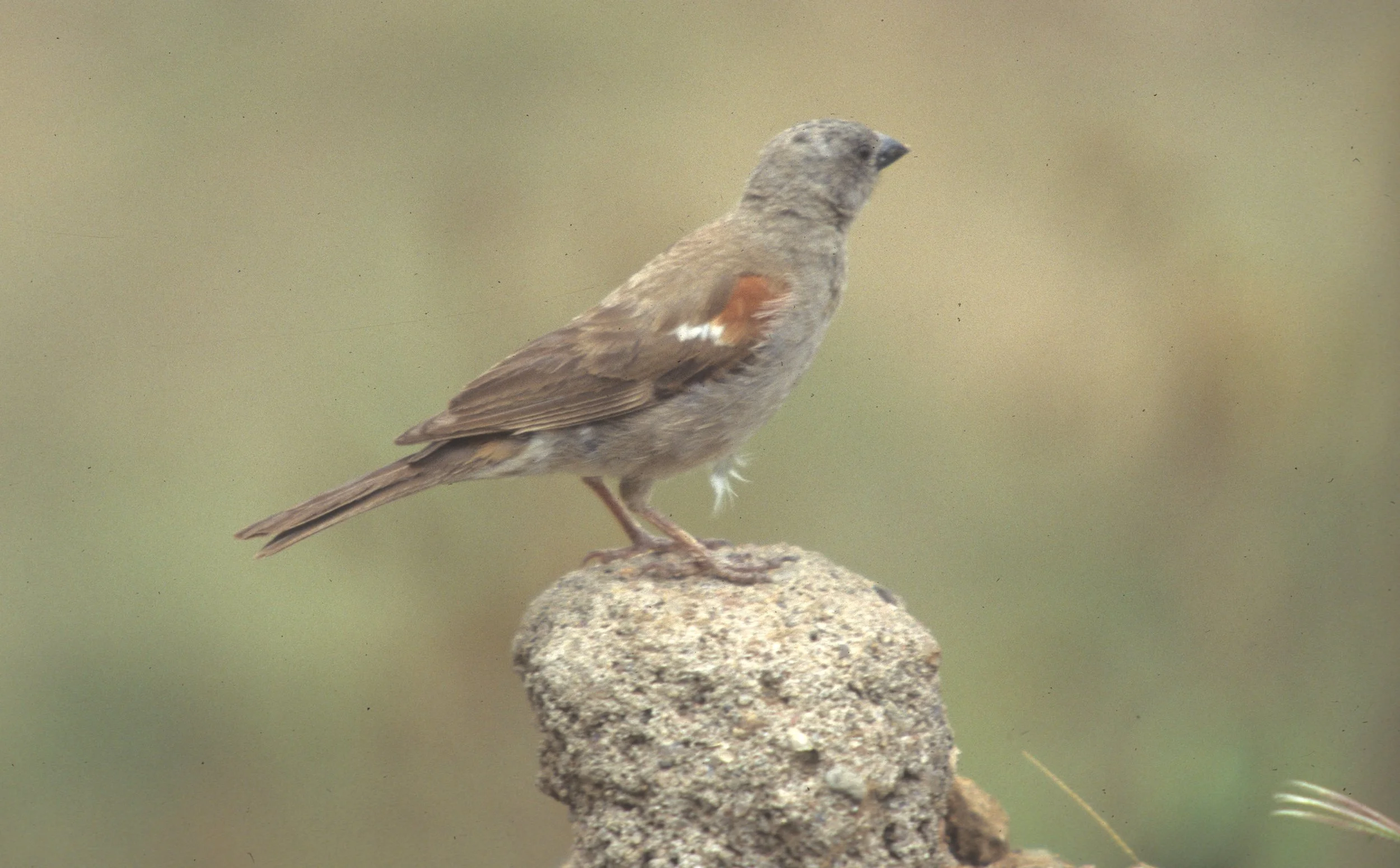 BIRDS - SPARROW - GREYHEADED - UGANDA B.jpg
