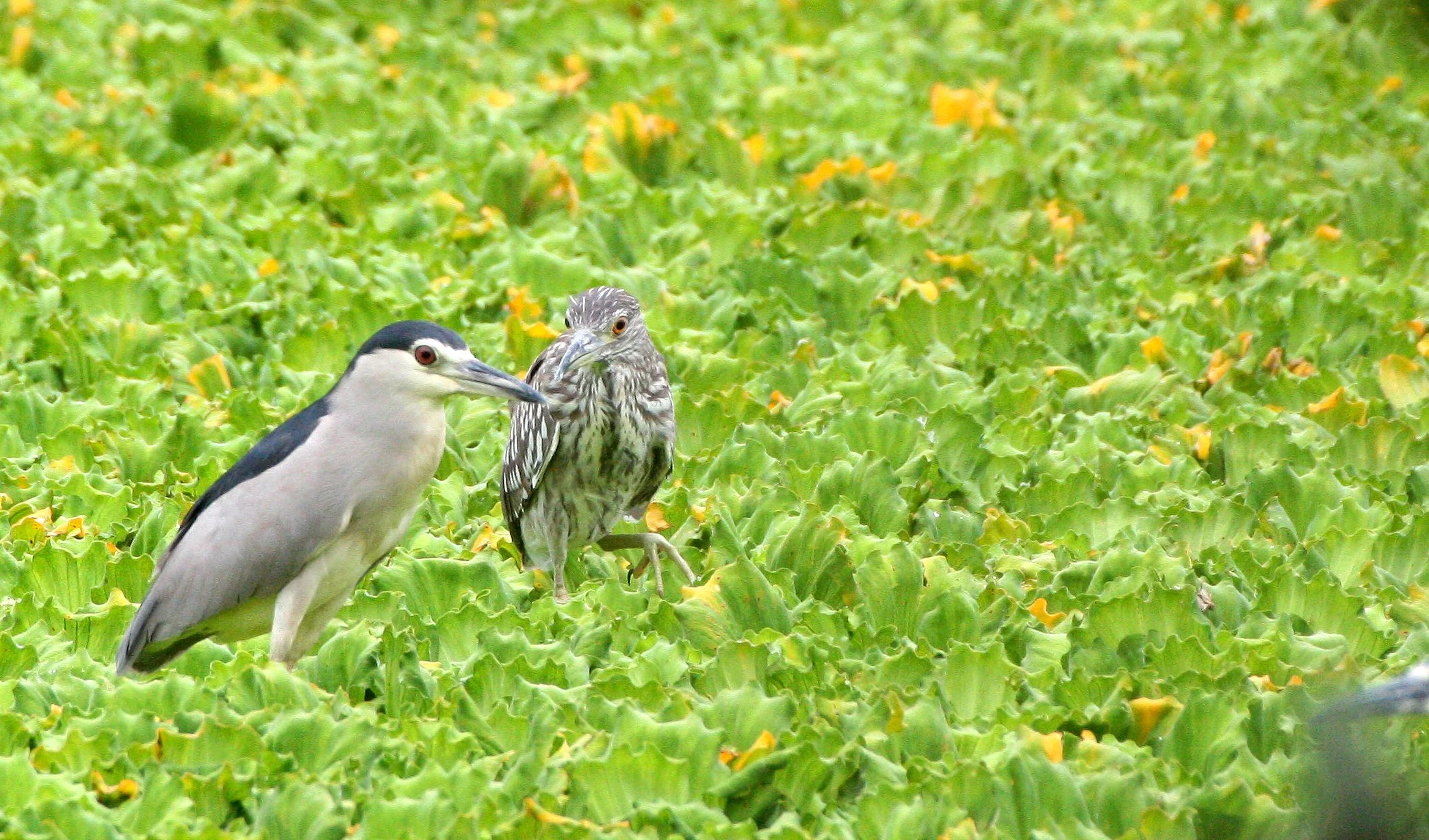 HERON - BLACK-CROWNED NIGHT HERON - Nycticorax nycticorax - NAKHON WETLANDS THAILAND (11).JPG