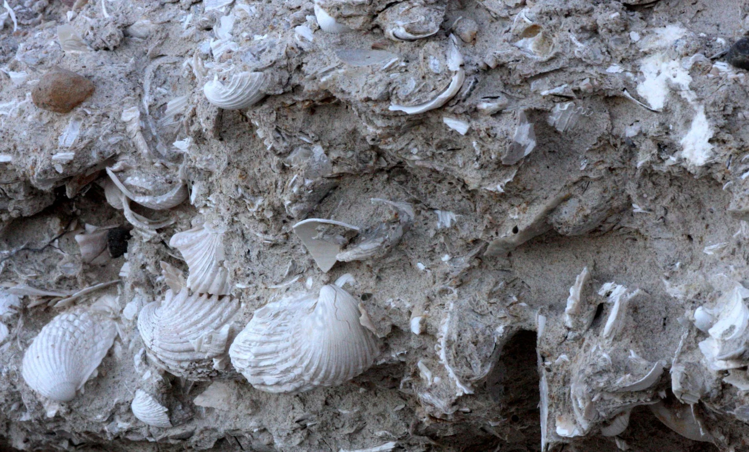 SAN IGNACIO LAGOON BAJA MEXICO - SHELL-FILLED EARTH (2).JPG