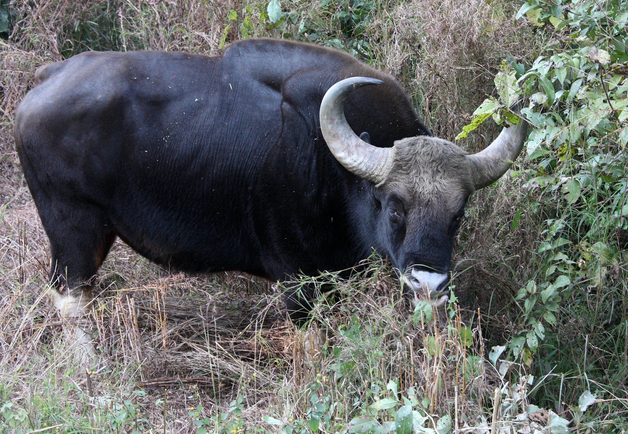 GAUR - INDIAN GAUR - Bos gaurus gaurus - KANHA NATIONAL PARK MADHYA PRADESH INDIA (38).JPG