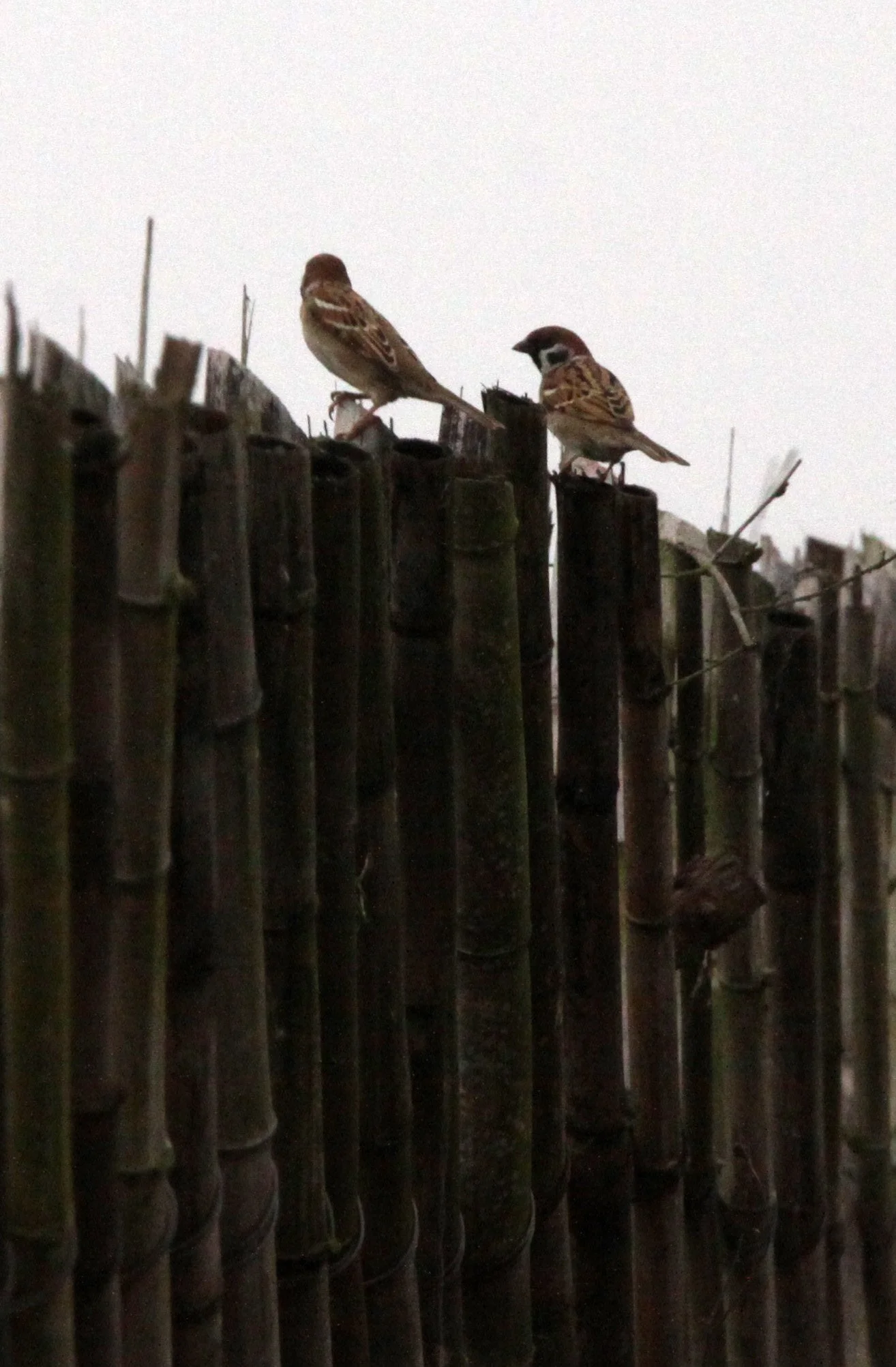 CHONGMING ISLAND DONGTAN WETLANDS RESERVE FIELD TRIP 2011 (21).JPG