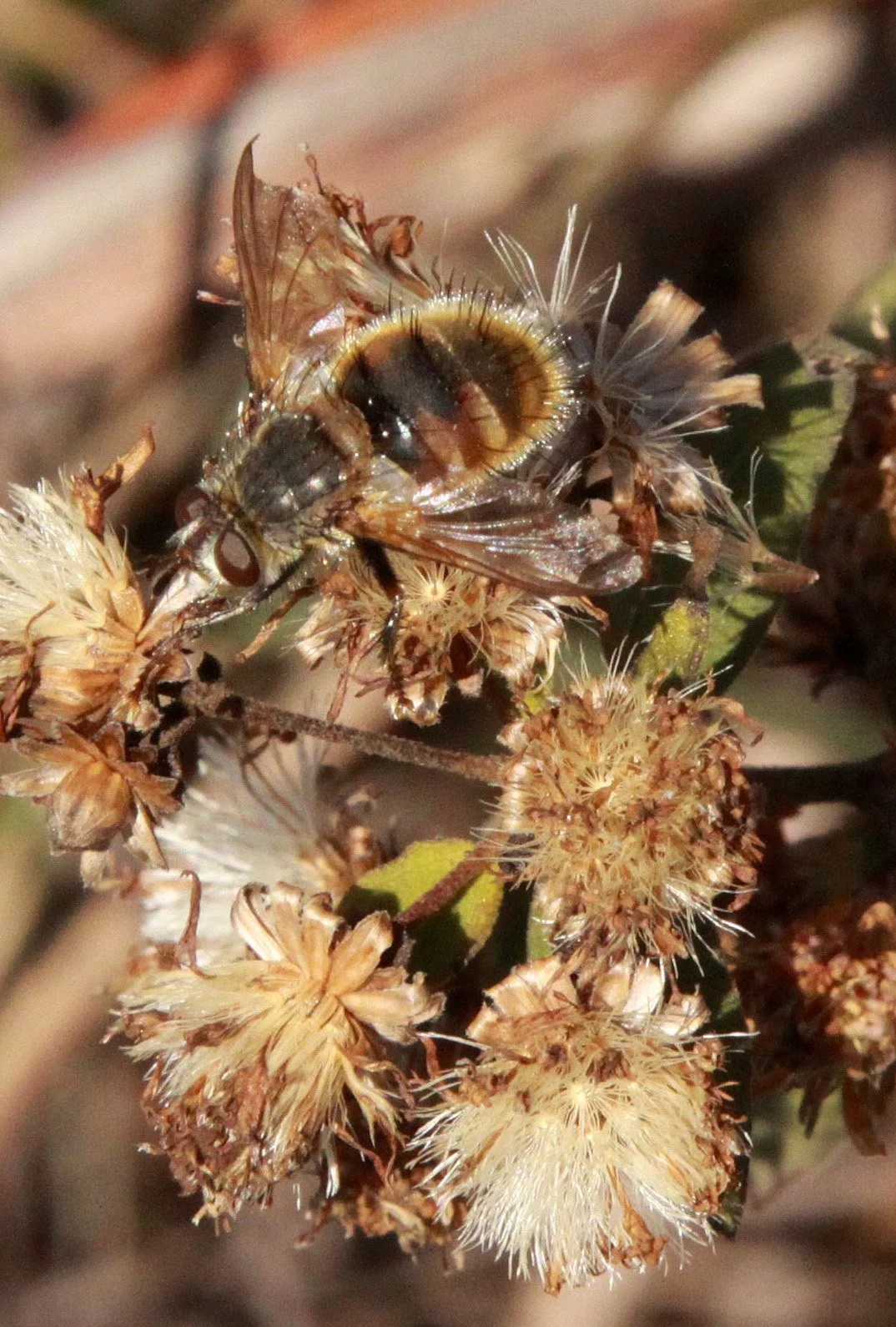 Syrphidae species - Meishuashan - Fujian China (2).JPG