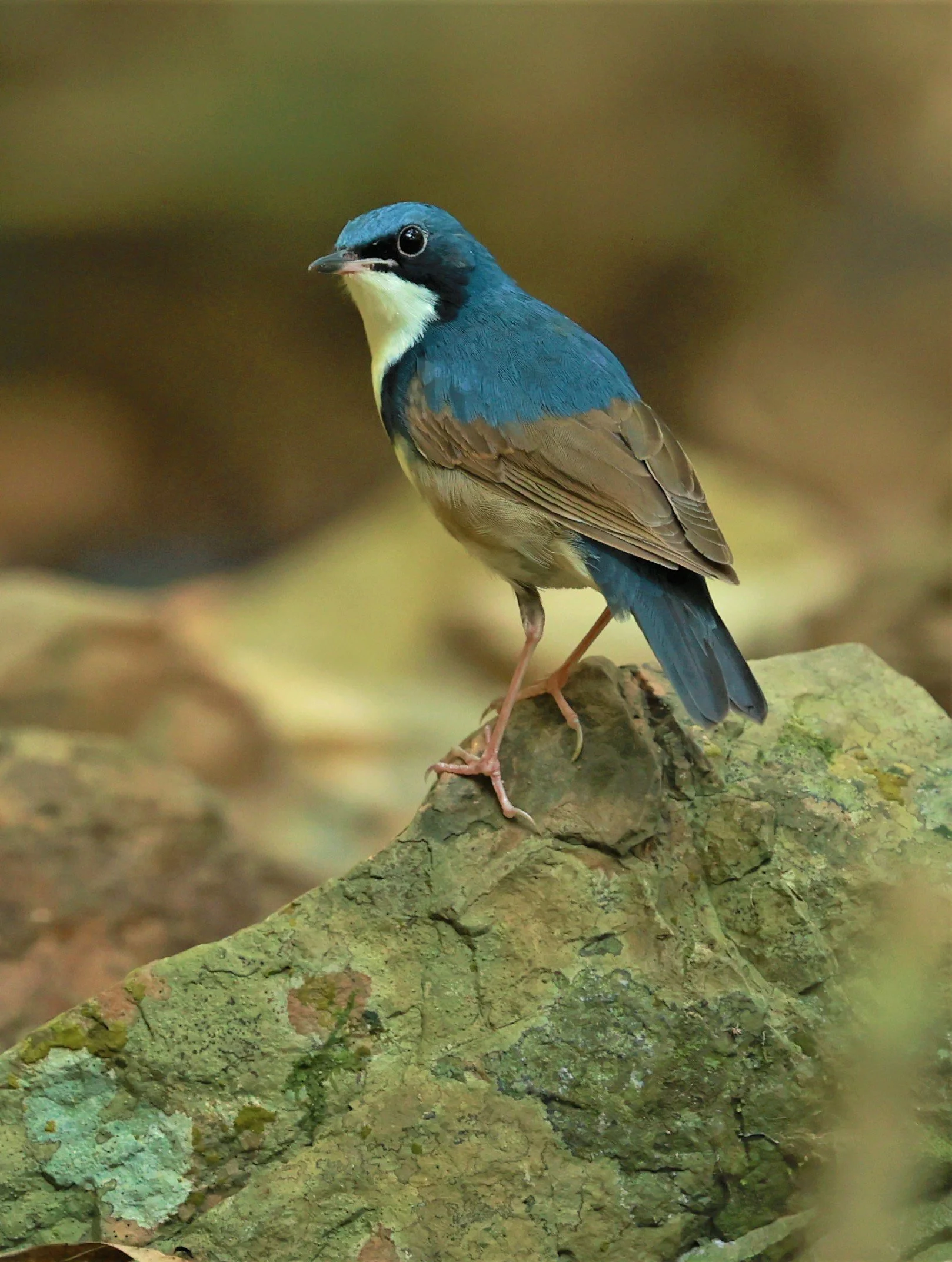 ROBIN - SIBERIAN BLUE ROBIN - Luscinia cyane - KRUNG CHING, KHAO LUANG NATIONAL PARK, THAILAND APRIL 2023 (22).jpg