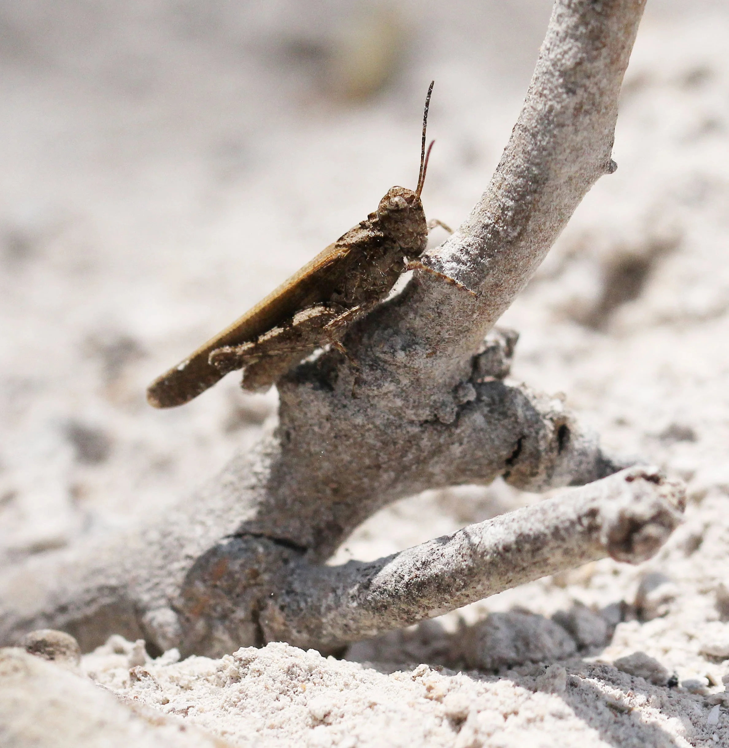 Acrididae - Species 2 - Koh Lanta, Thailand (3).JPG