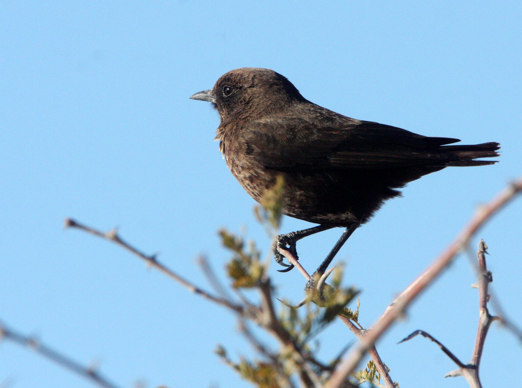 BIRD - CHAT - SOTHERN ANTEATING CHAT - MYRMECOCICHLA FORMICIVORA - ETOSHA NATIONAL PARK NAMIBIA (7).JPG