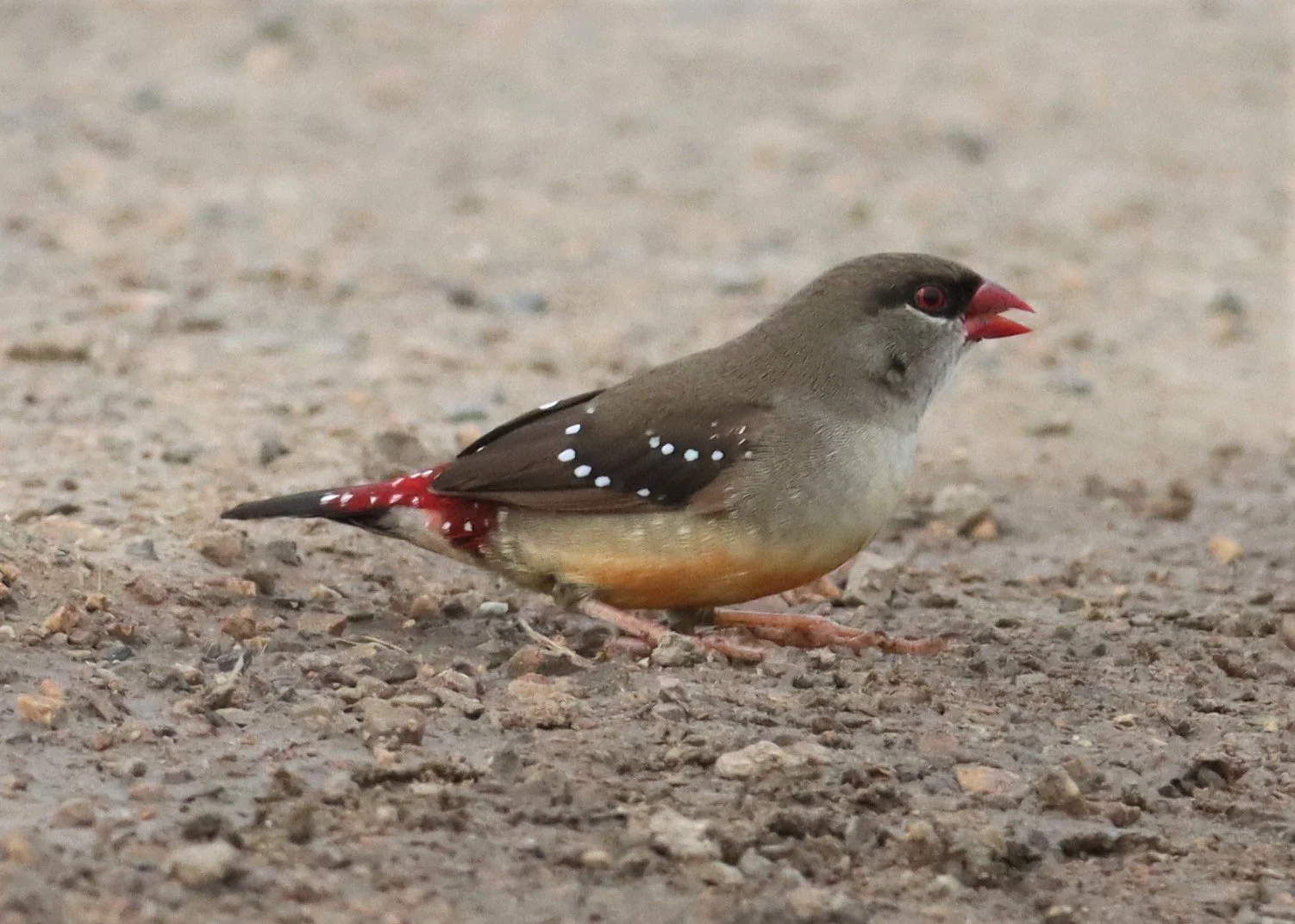 RED AVADAVAT - Amandava amandava - THAP YAO RICE FIELDS LAT KRABANG (46).jpg