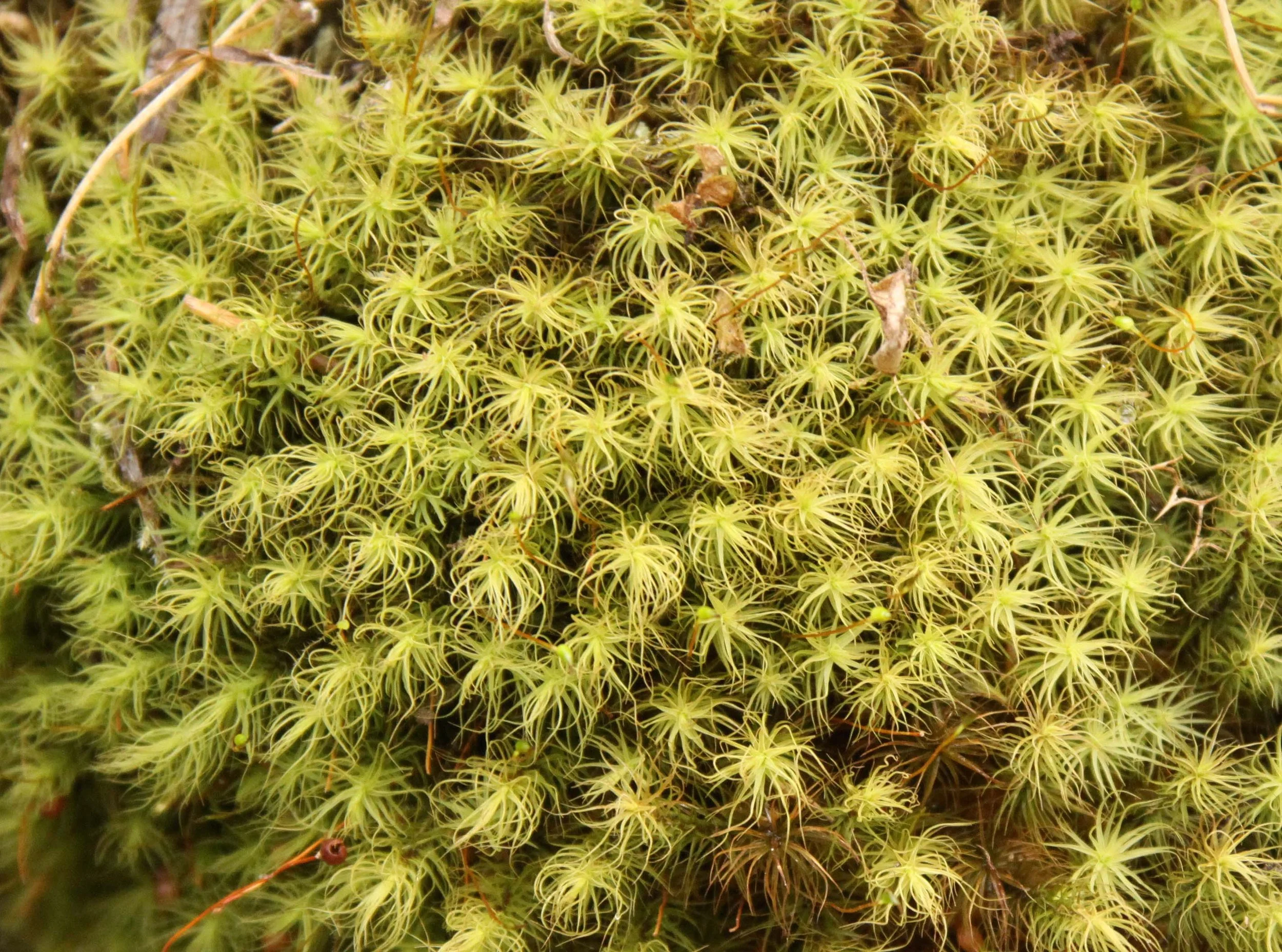 FOPING NATURE RESERVE - SHAANXI PROVINCE CHINA (157).JPG