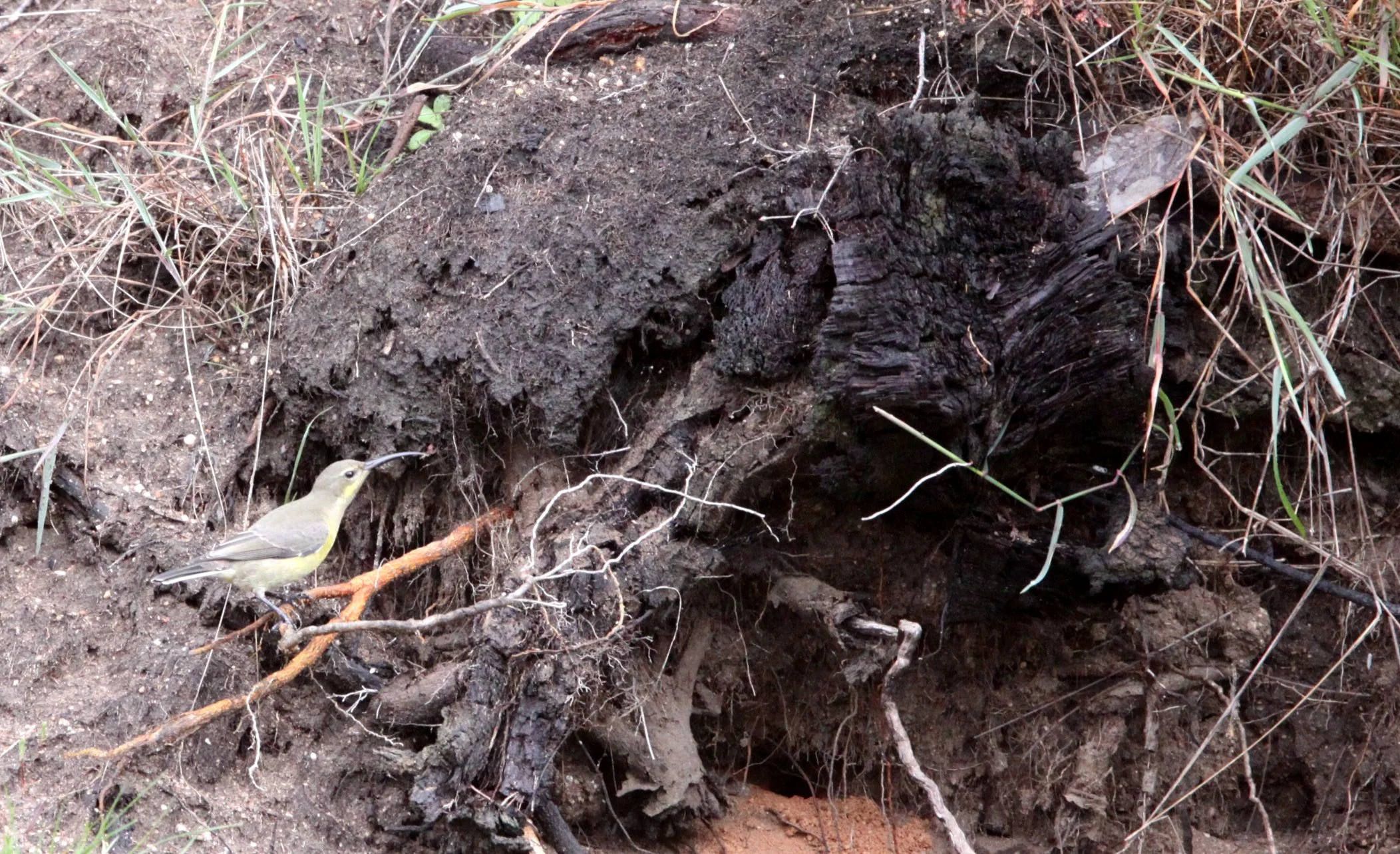 BIRD - SUNBIRD - ORANGE-BREASTED SUNBIRD - ANTHOBAPHES VIOLACEA - SIMON'S TOWN TABLE MOUNTAIN - SOUTH AFRICA.JPG