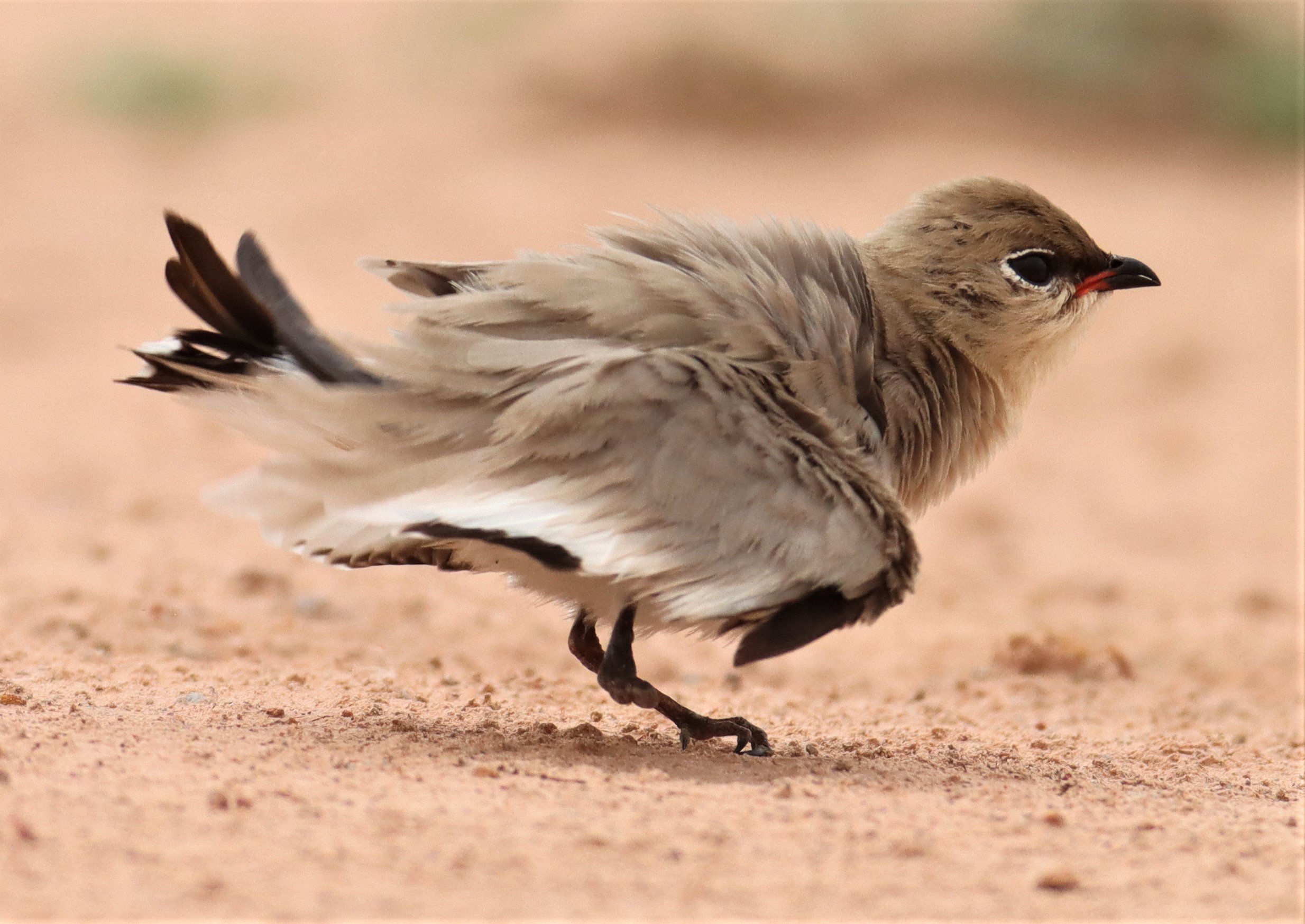 PRATINCOLE - SMALL PRATINCOLE - Glareola lactea - KABIN BURI WETLANDS 15KM OUT ON 304 (109).jpg