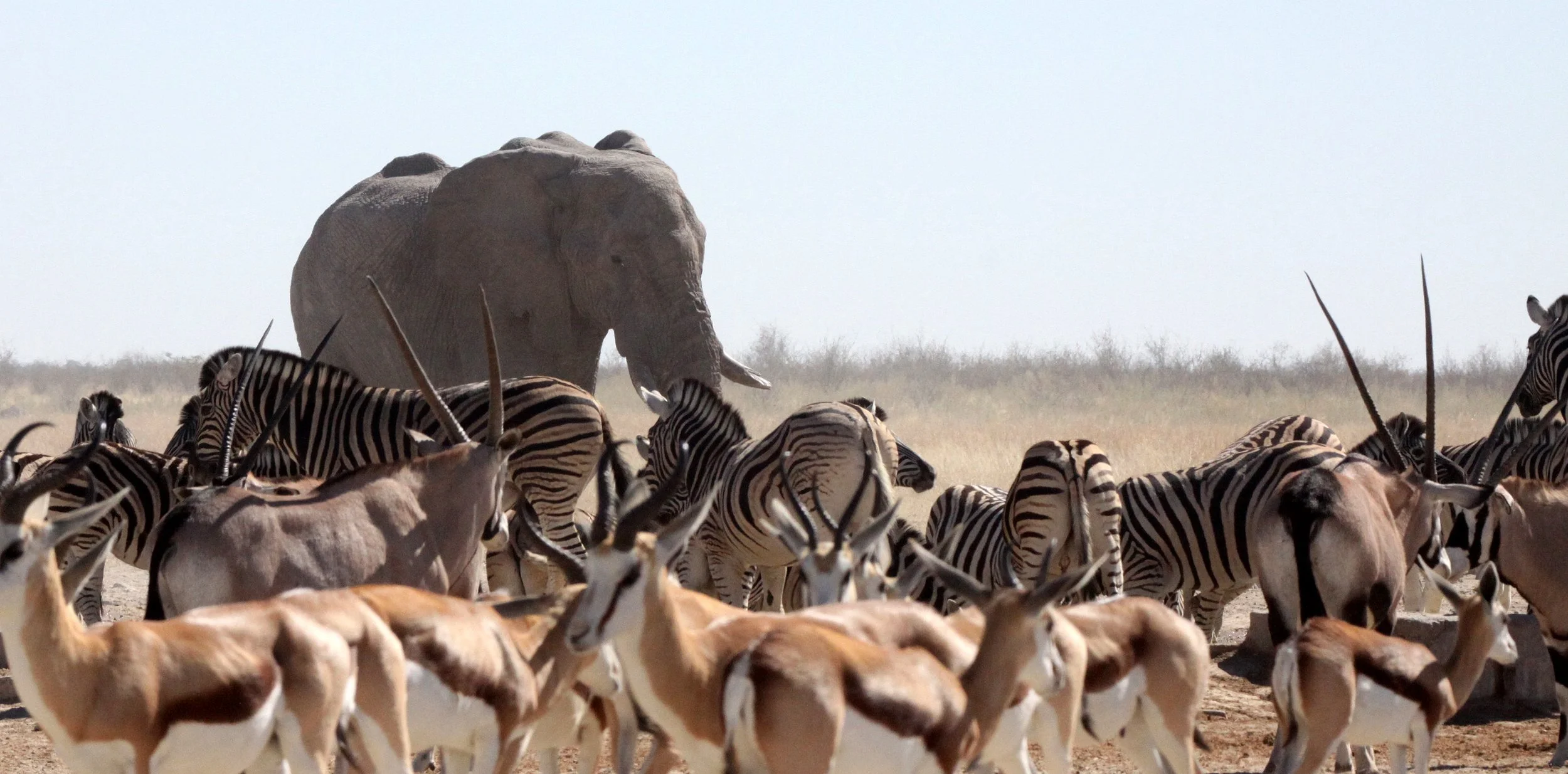 ELEPHANT - AFRICAN ELEPHANT - ETOSHA NATIONAL PARK NAMIBIA (59).JPG