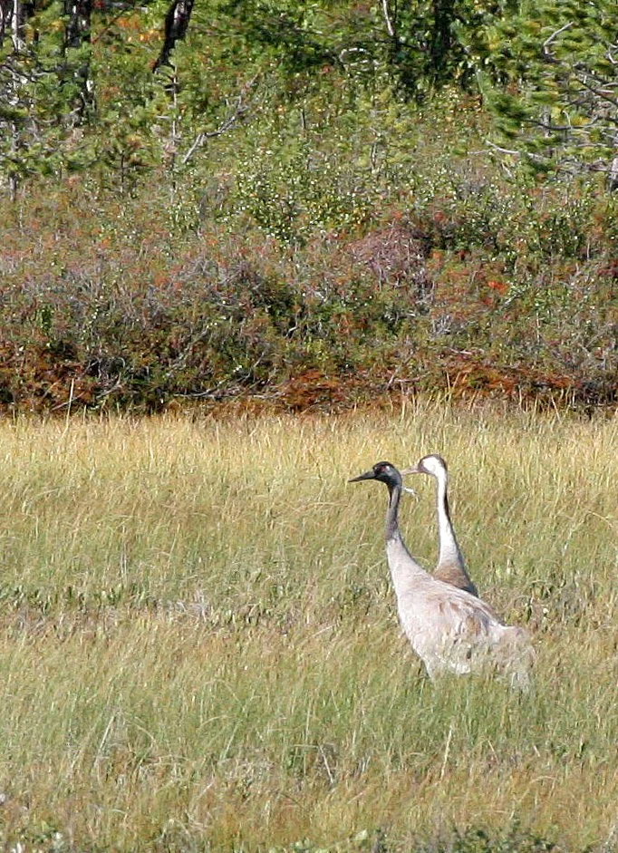BIRD - CRANE - COMMON CRANE - NEAR INARI FINLAND (27).jpg