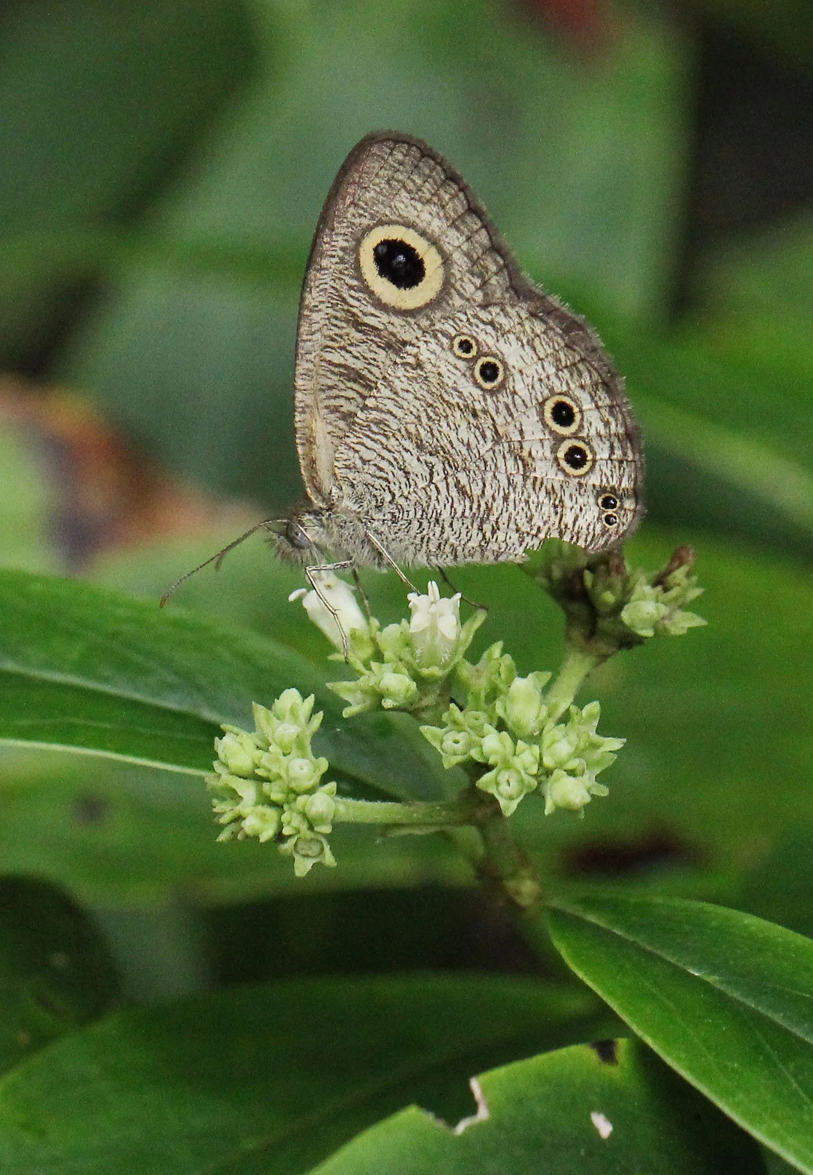 Satyridae - Ypthima baldus - Khao Yai NP, Thailand