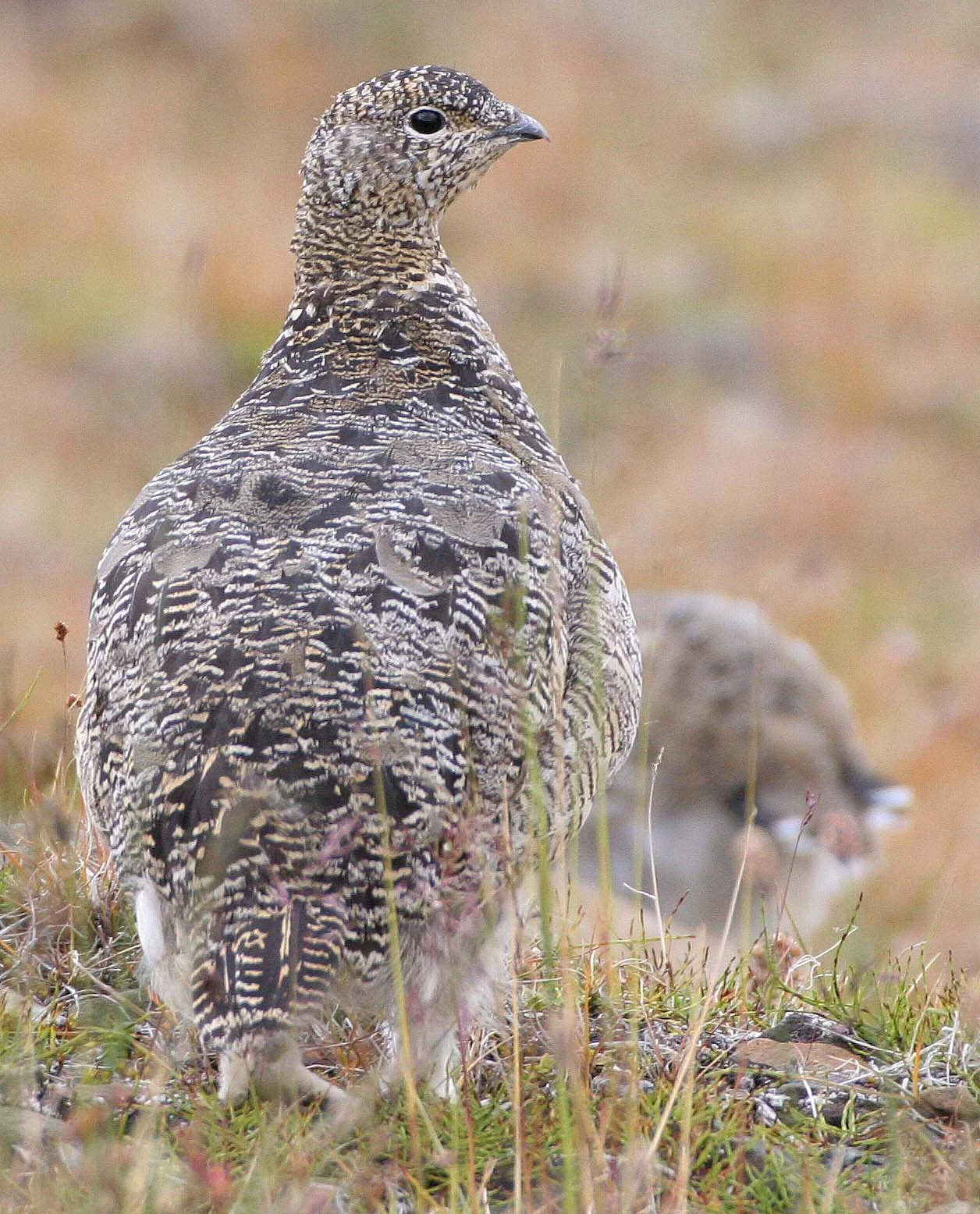 Svalbard Rock Ptarmigan