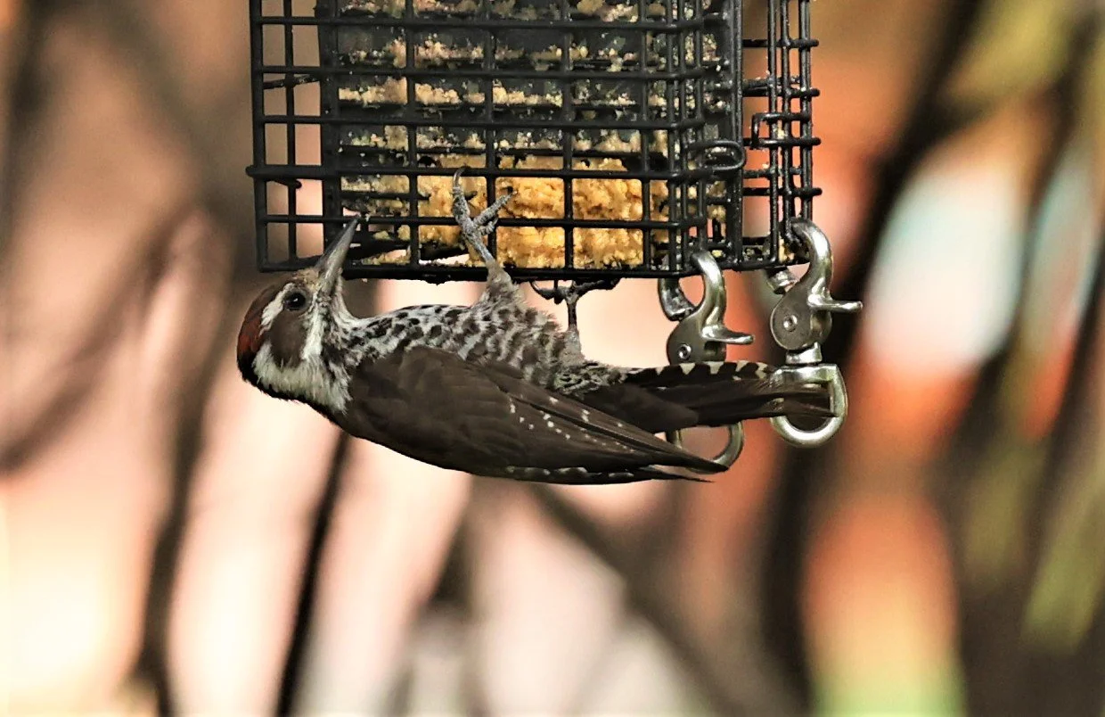 Leuconotopicus arizonae - ARIZONA WOODPECKER - CAVE CREEK ARIZONA AUGUST 2022 (15).jpg
