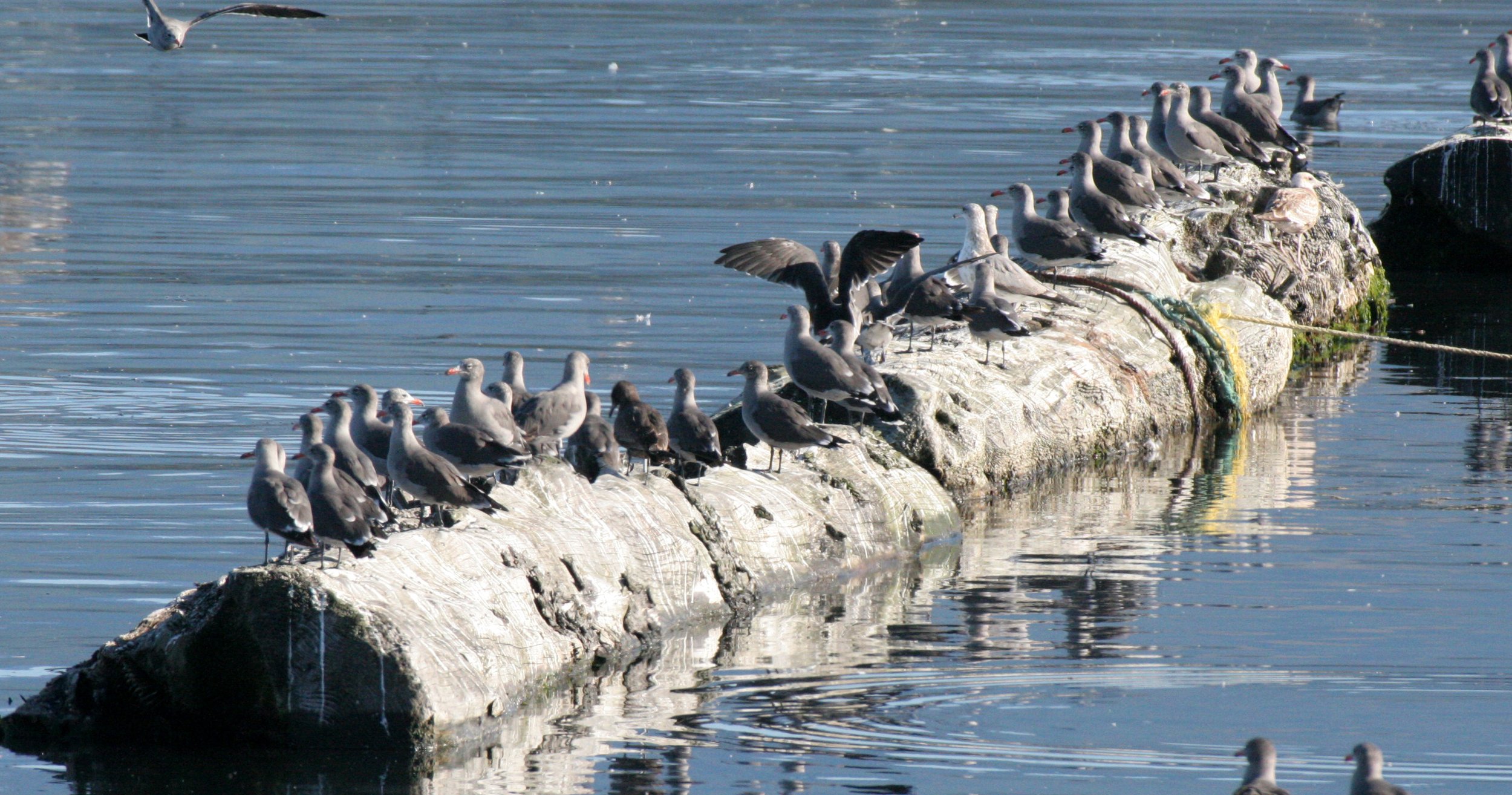 BIRD - GULL - HEERMANN'S GULL - PA HARBOR WA.JPG