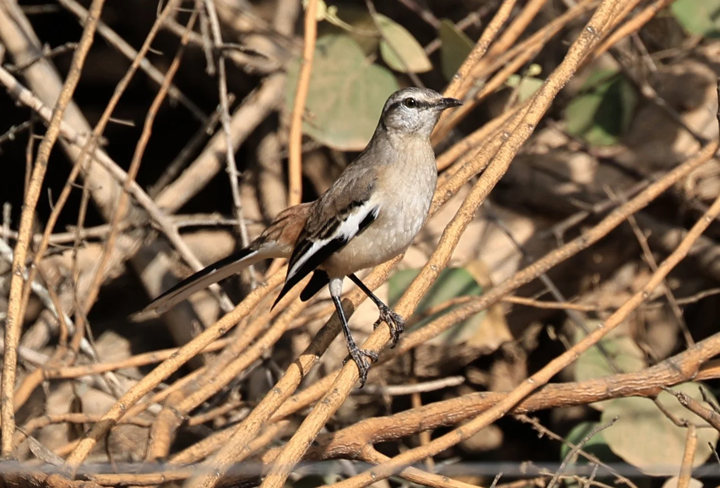 White-banded Mockingbird (Mimus triurus) Hotel Campestre Iparoma Paraguay (3).jpg
