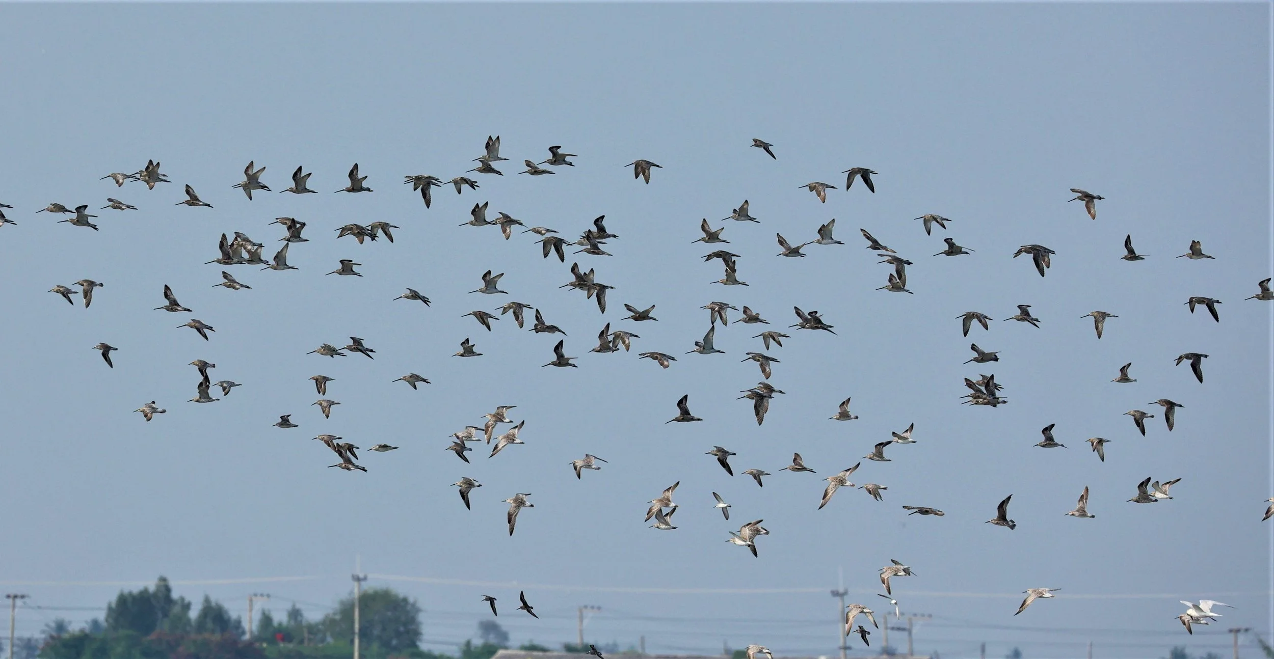 DOWITCHER - ASIAN DOWITCHER - Limnodromus semipalmatus - PAK THALE SALT PONDS MARCH 2022 (25).jpg