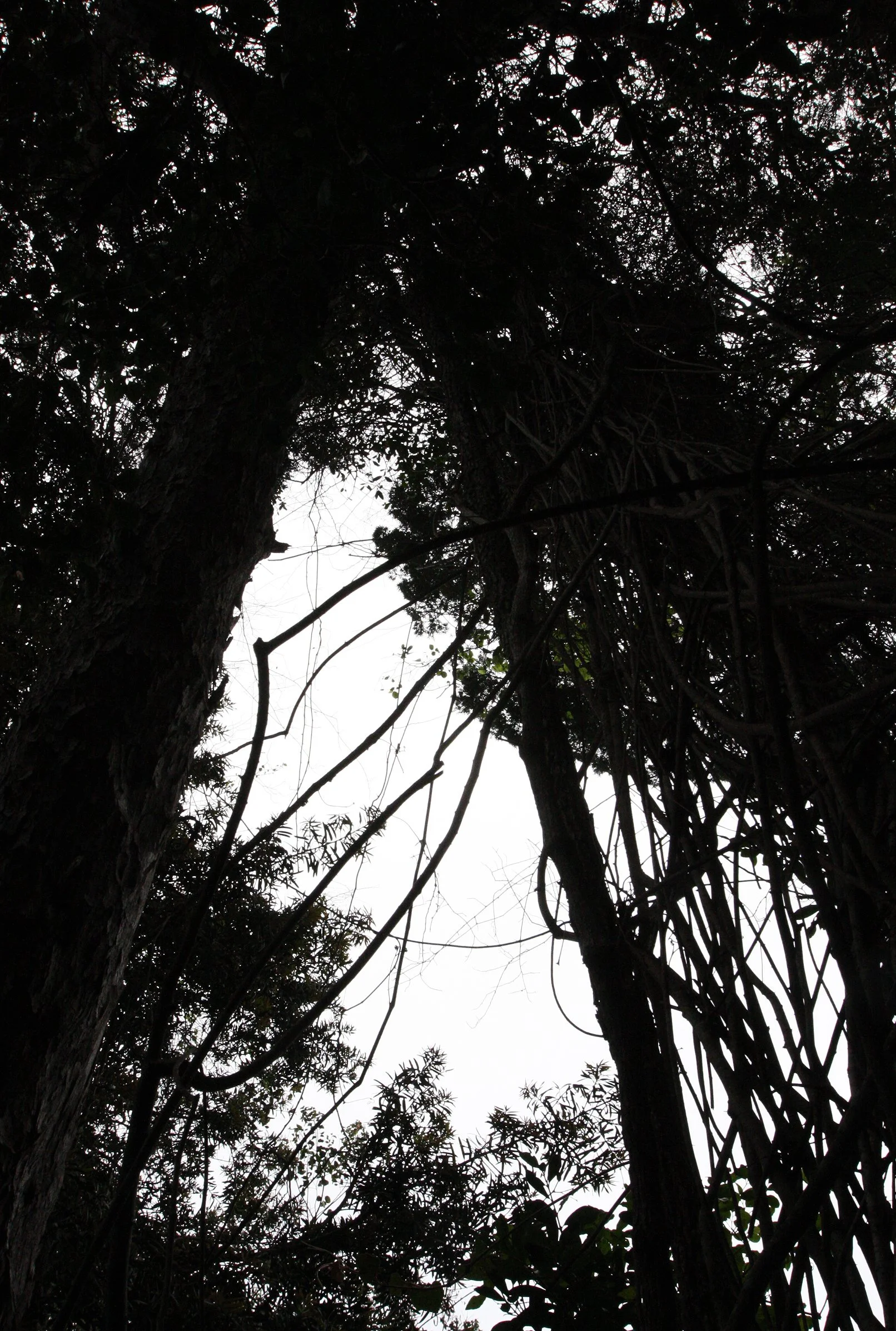 TSITSIKAMMA NATIONAL PARK SOUTH AFRICA - FOREST.JPG