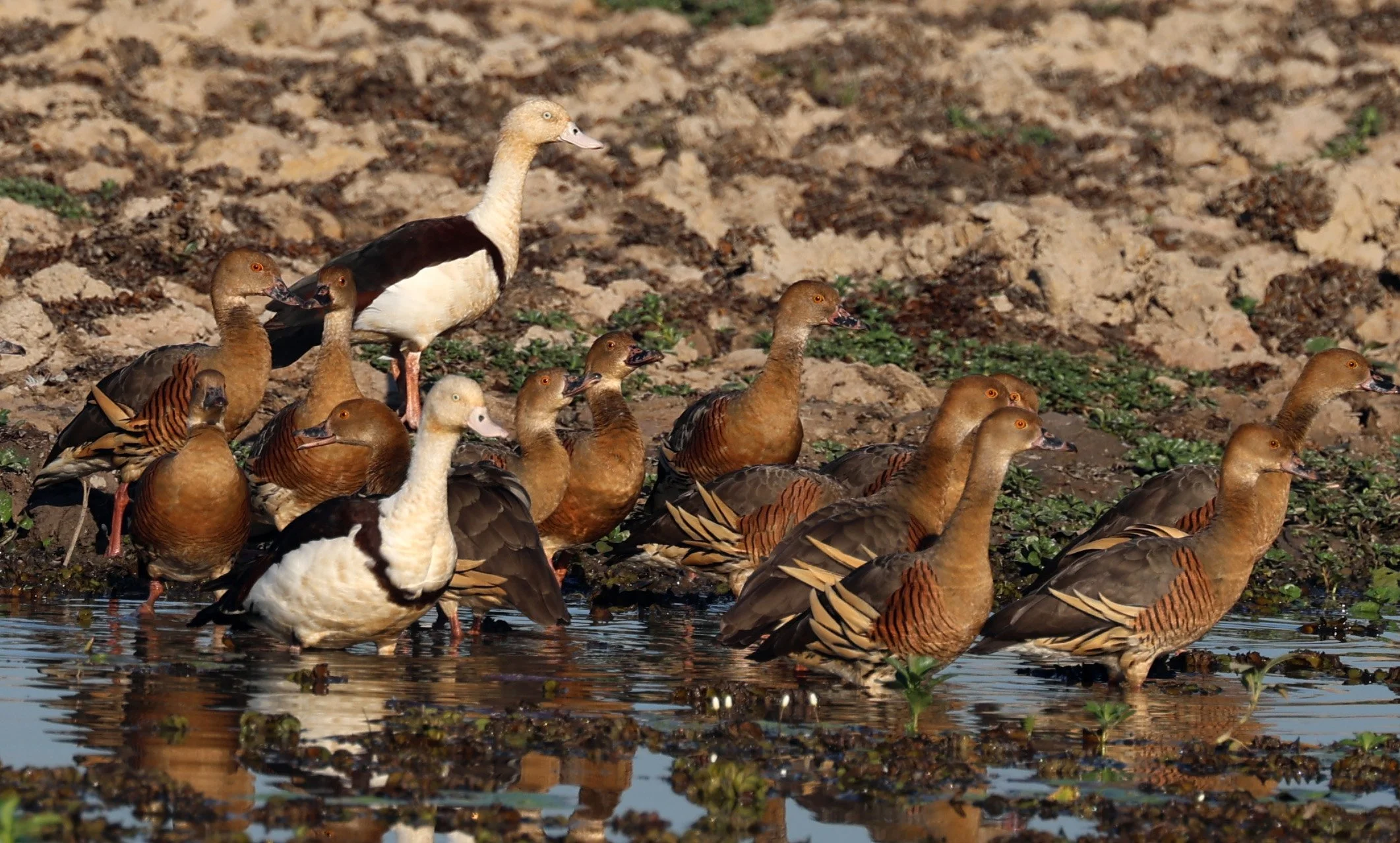 Radjah Shelduck (Tadorna radjah) & Plumed Ducks - Kakadu NP, Yellow Water Billabong - Northern Territory (3).jpg