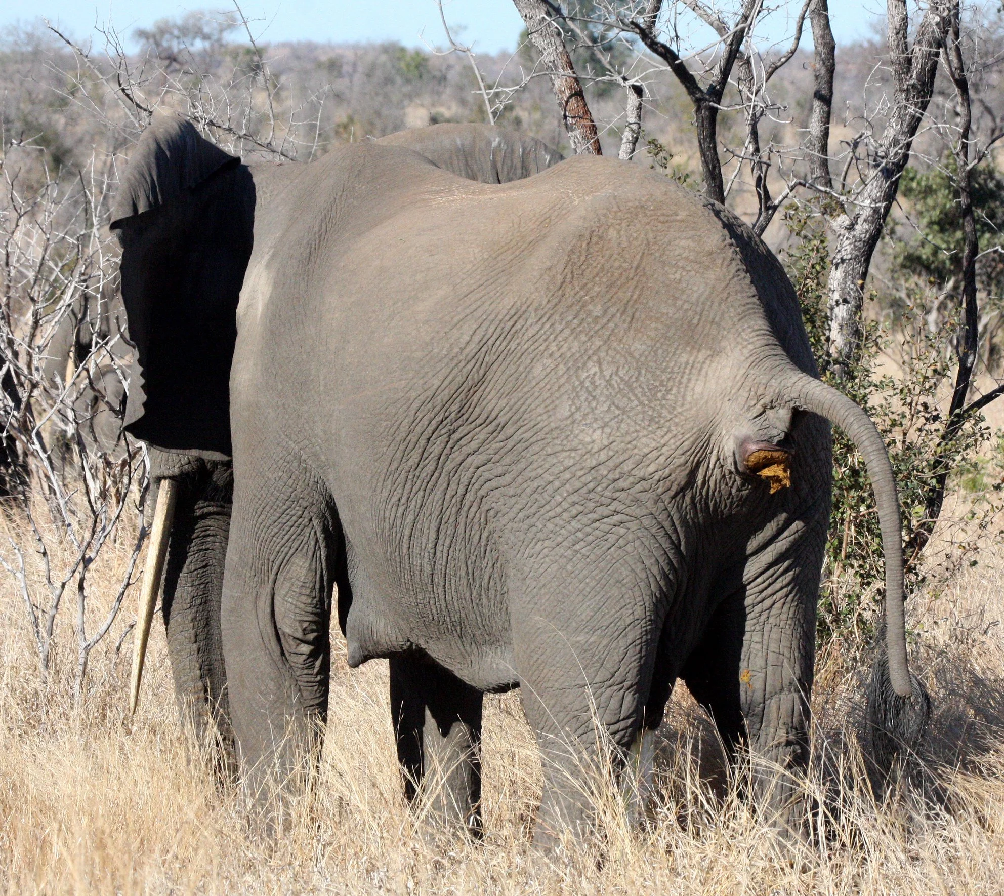 ELEPHANT - AFRICAN ELEPHANT - KRUGER NATIONAL PARK SOUTH AFRICA (38).JPG