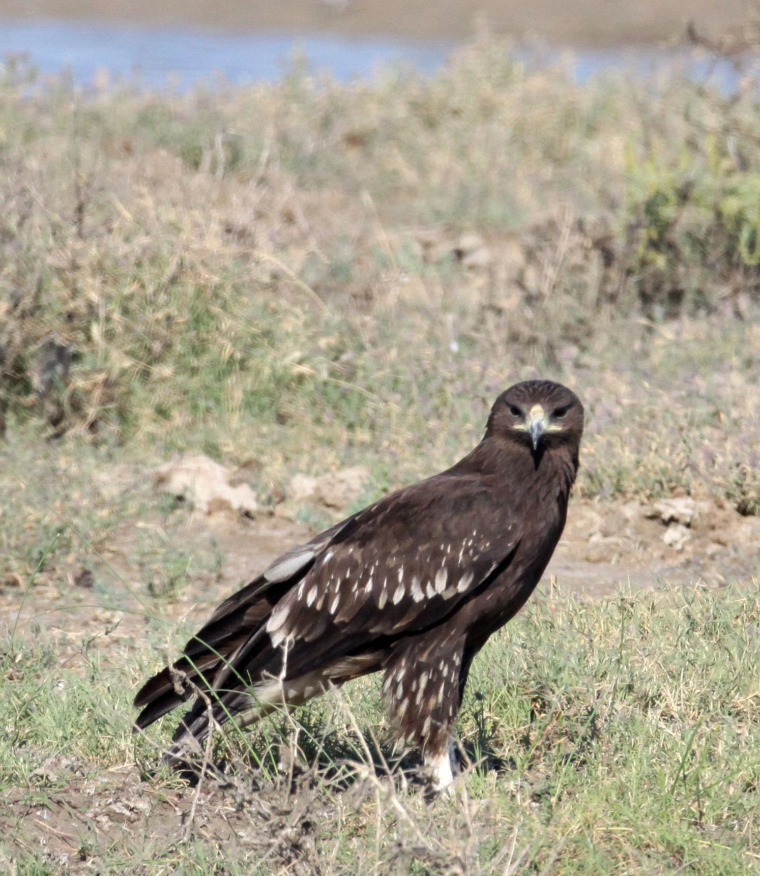 Clanga clanga - GREATER SPOTTED EAGLE - AQUILA CLANGA - LITTLE RANN OF KUTCH GUJARAT INDIA (30).JPG
