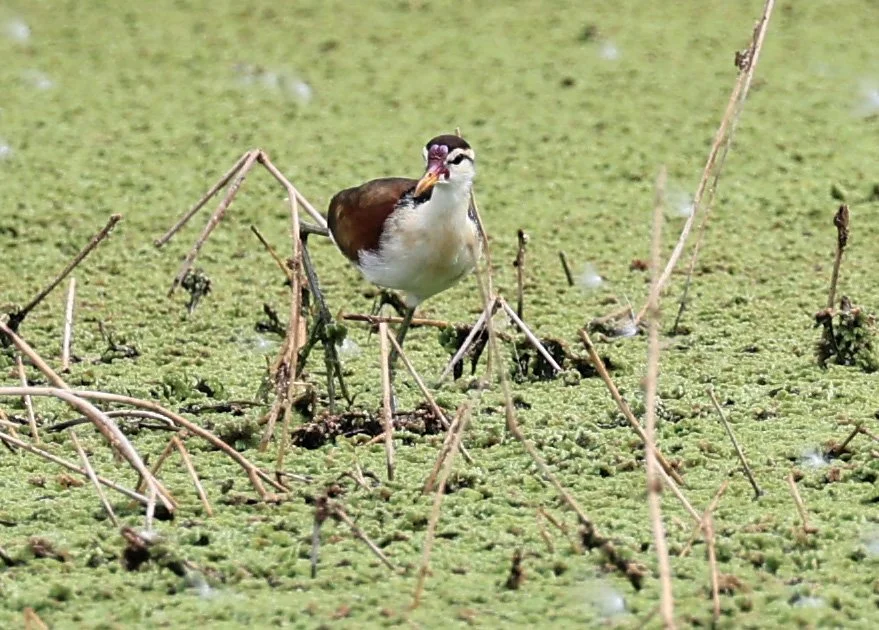 Wattled Jacana (Jacana jacana) Agua Dulce Paraguay (7).jpg