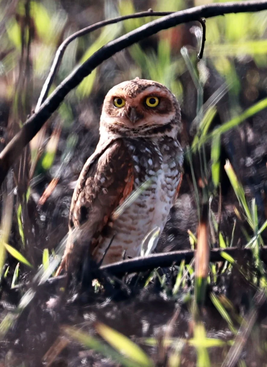 Owl - Burrowing Owl - Athene cunicularia - Emas National Park, Goias Brazil (14).jpg