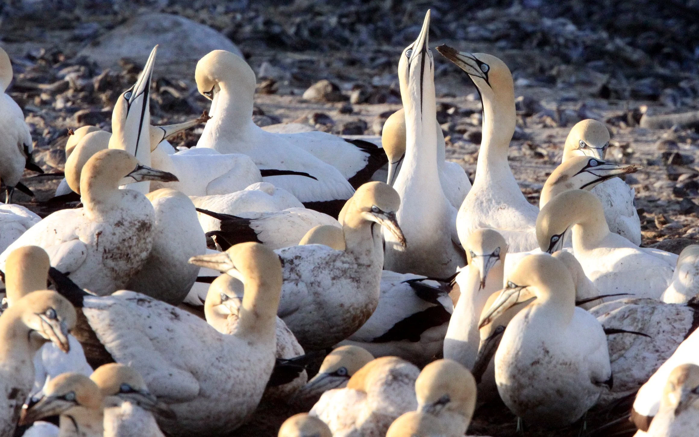 Cape gannet (Morus capensis) Lambert's Bay South Africa (97).JPG