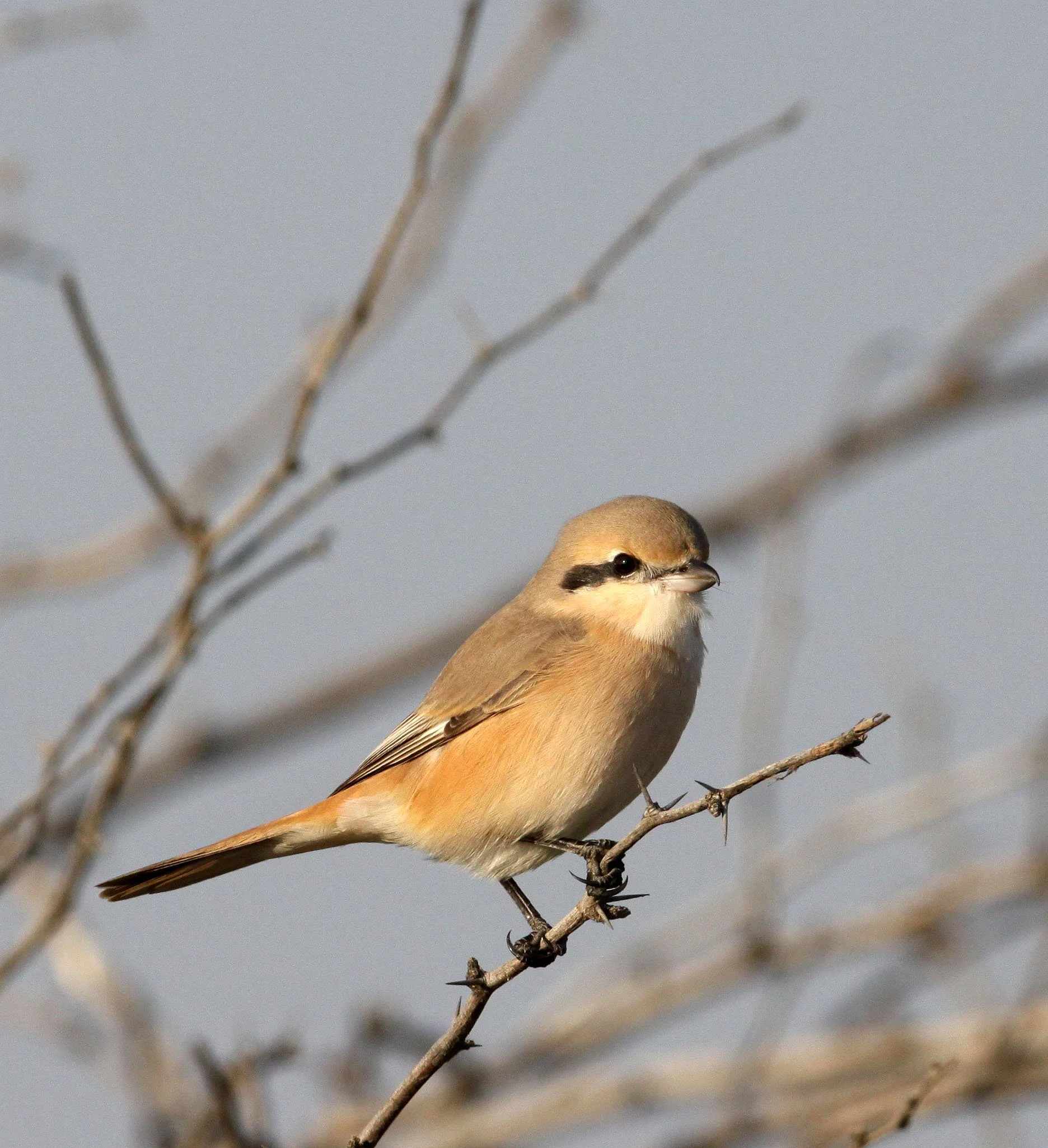 Isabelline Shrike (Lanius isabellinus) Blackbuck NP Gujarat India (6).JPG
