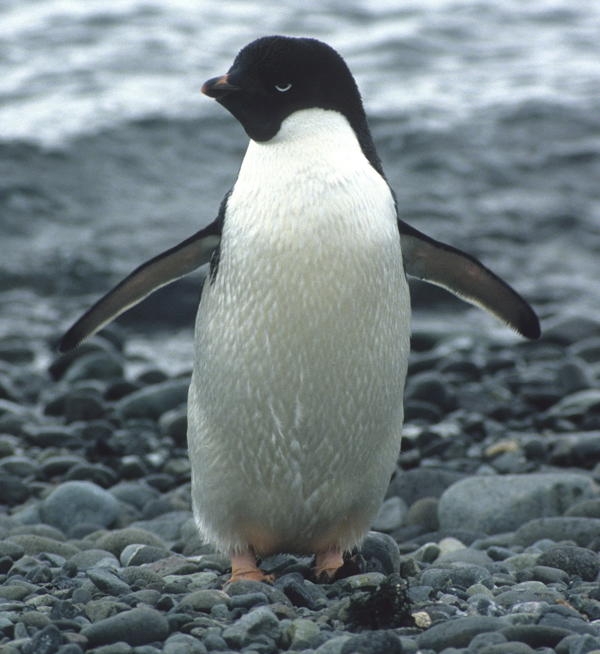 Adélie Penguin (Pygoscelis adeliae) Arctowski Poland Research Station Rookery Antarctic Peninsula (25).jpg