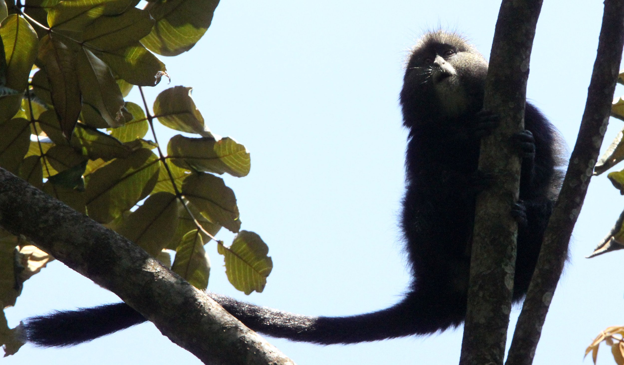 CERCOPITHECIDAE - Cercopithecus doggetti - SILVER MONKEY - NYUNGWE NATIONAL PARK RWANDA (173).JPG