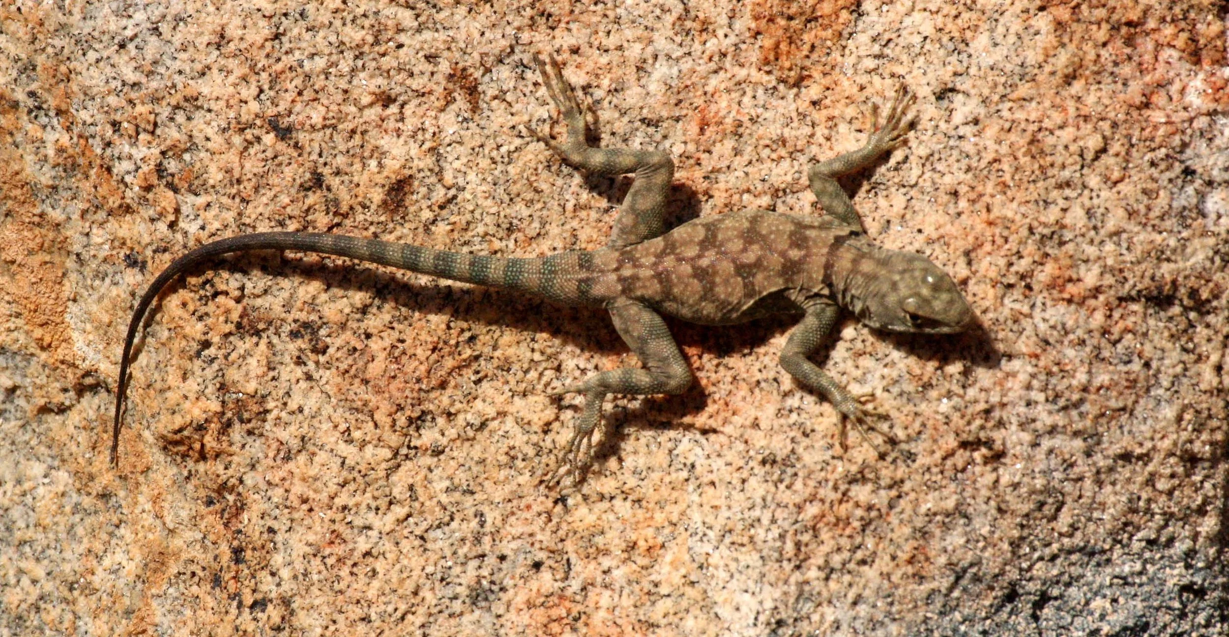 Banded or Mearn's Rock Lizard (Petrosaurus mearnsi) Baja Mexico