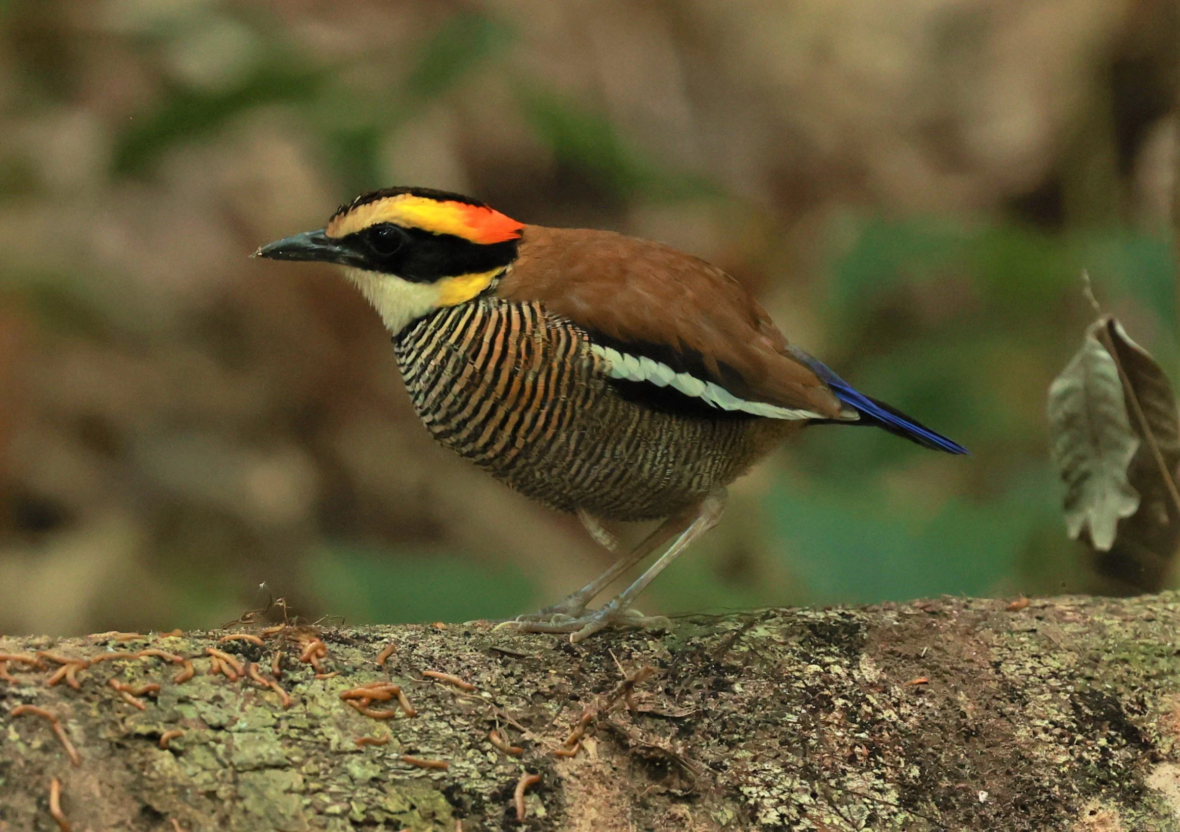 PITTA - Malayan banded pitta - Hydrornis irena - Si Phang Nga National Park, Thailand Feb 18-19, 2023 (149).jpg