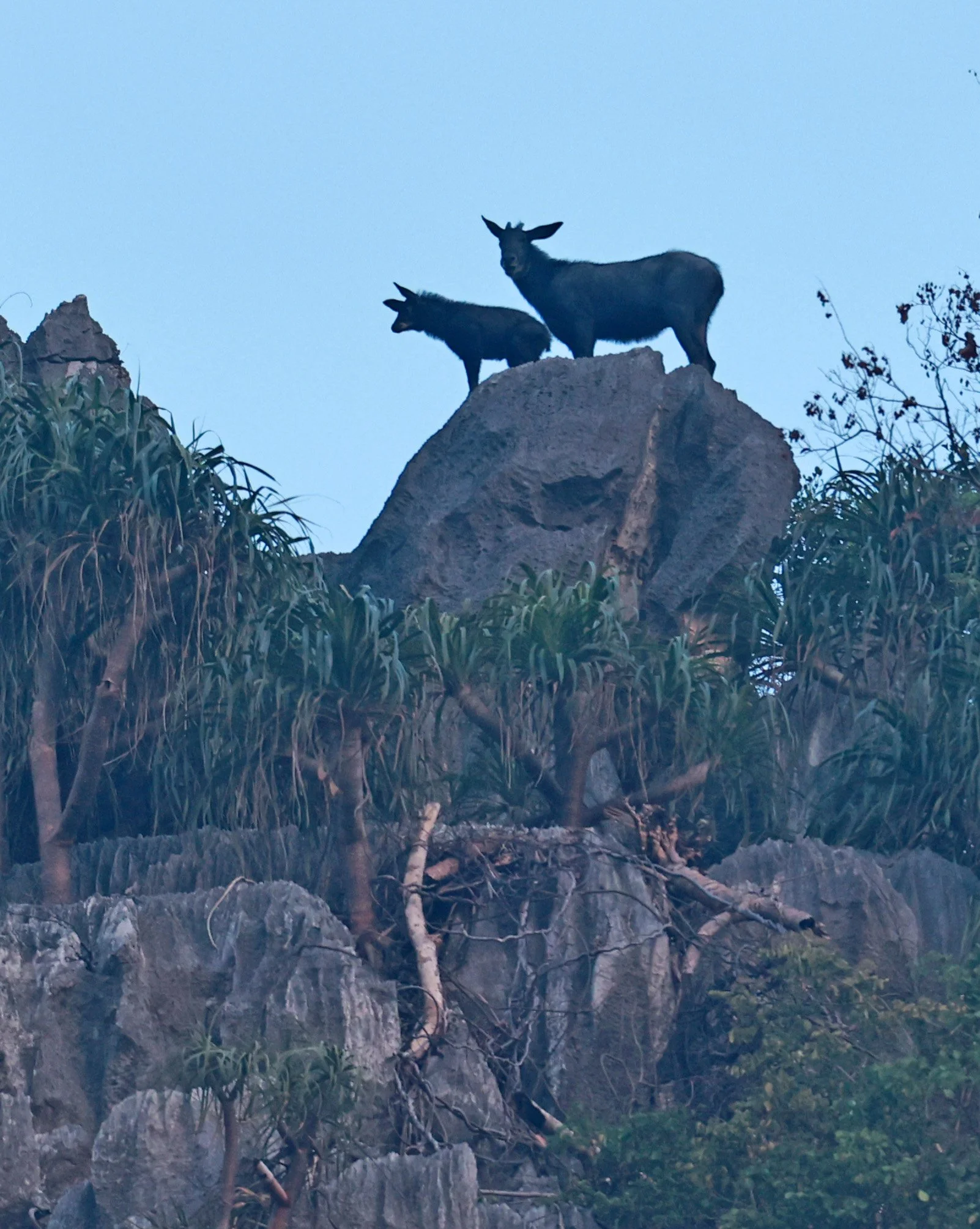 Indochinese Serow (Capricornis milneedwardsi maritimus) Pak Chong, Ban Tha Chang Spring (15).jpg