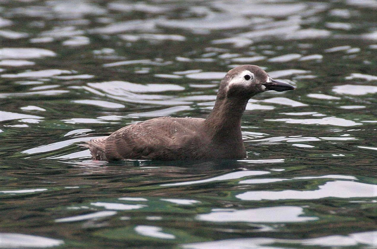 Cepphus carbo - SPECTACLED GUILLEMOT - MONERON ISLAND RUSSIA aa4.jpg