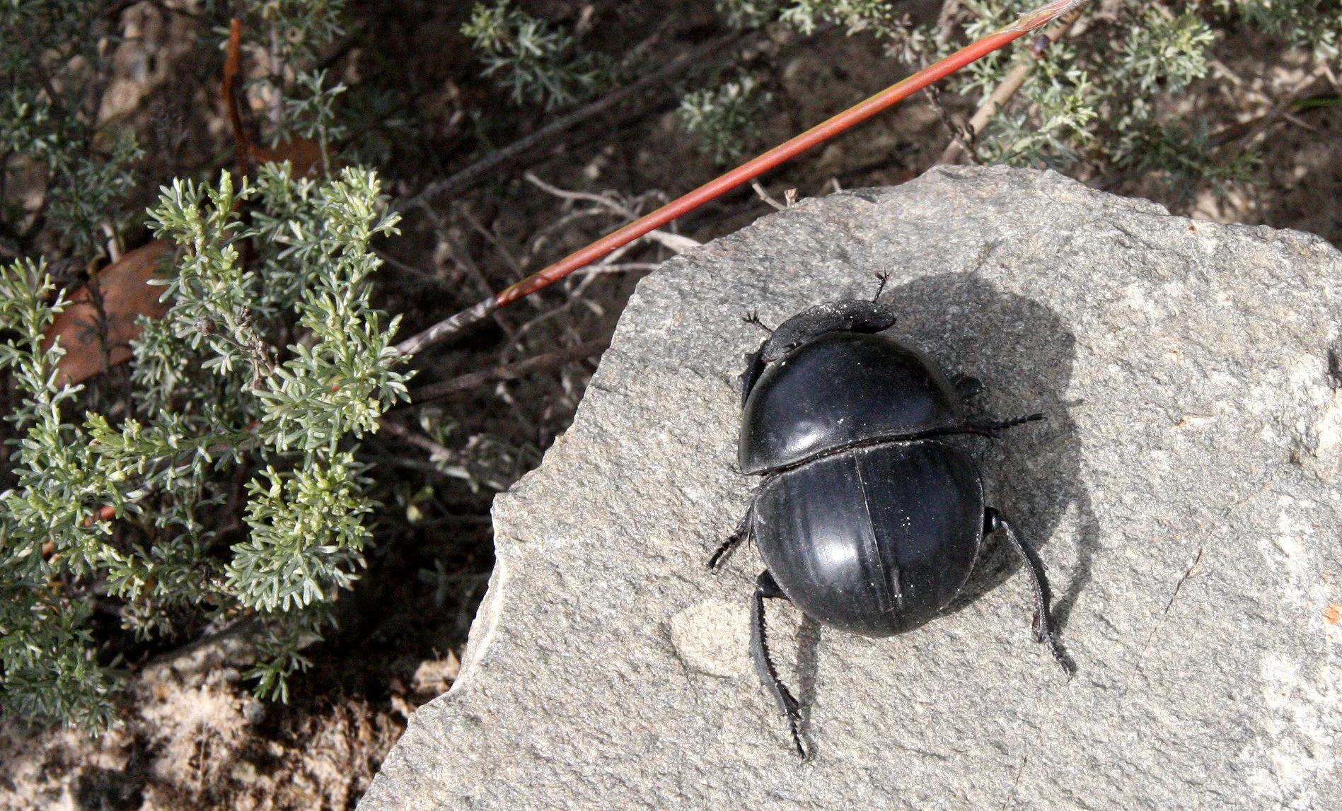 Circellium bacchus - Flightless Dung Beetle - De Hoop Reserve, South Africa (7).JPG