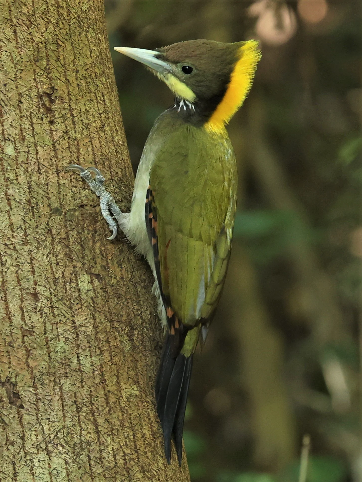 WOODPECKER - GREATER YELLOWNAPE - Chrysophlegma flavinucha - PETCHABURI PROVINCE - NUY HIDE NEAR KAENG KRACHAN JAN 2022 (39).jpg