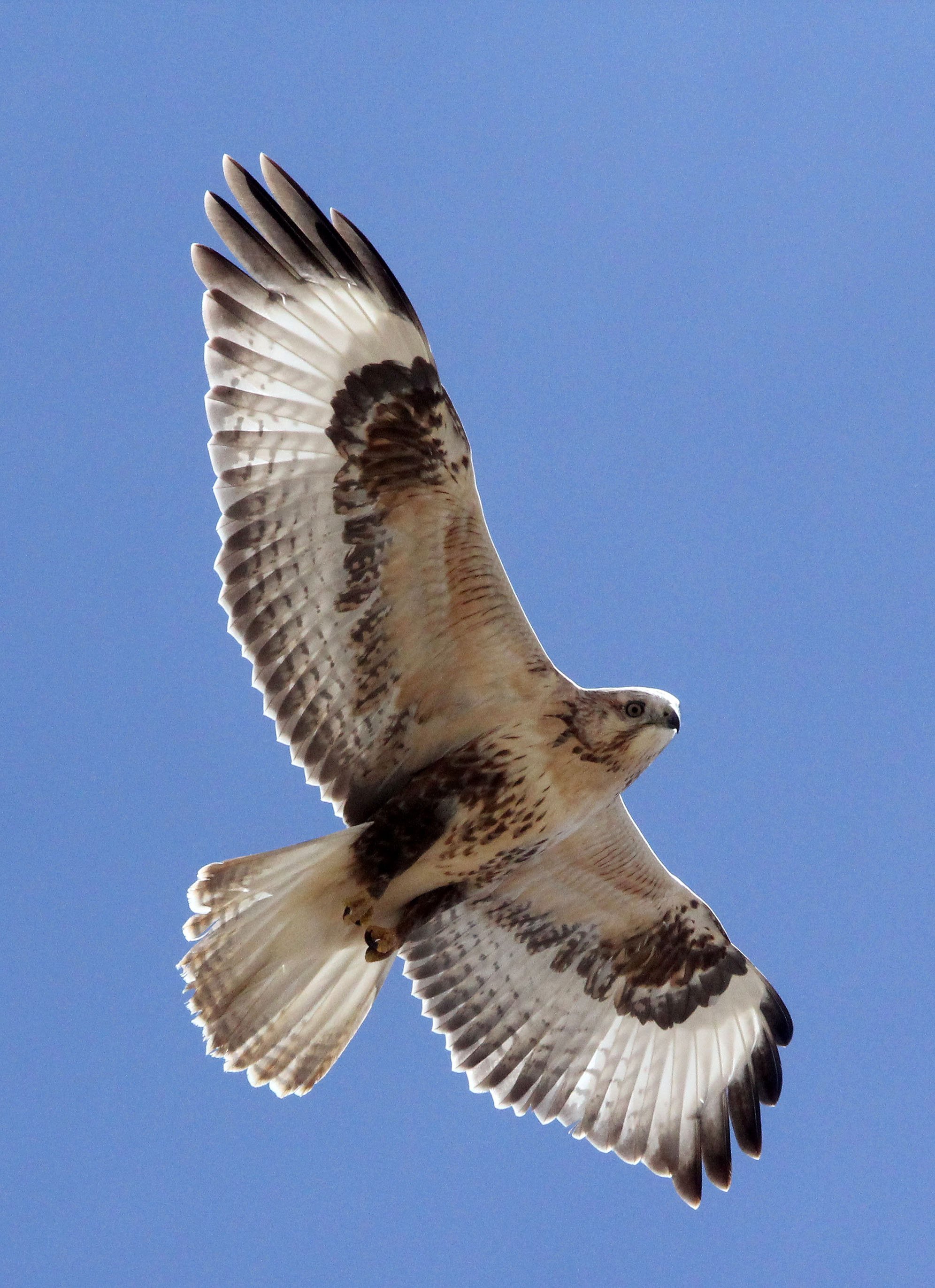 Buteo hemilasius - UPLAND BUZZARD - KU HAI LAKE QINGHAI CHINA (15).JPG