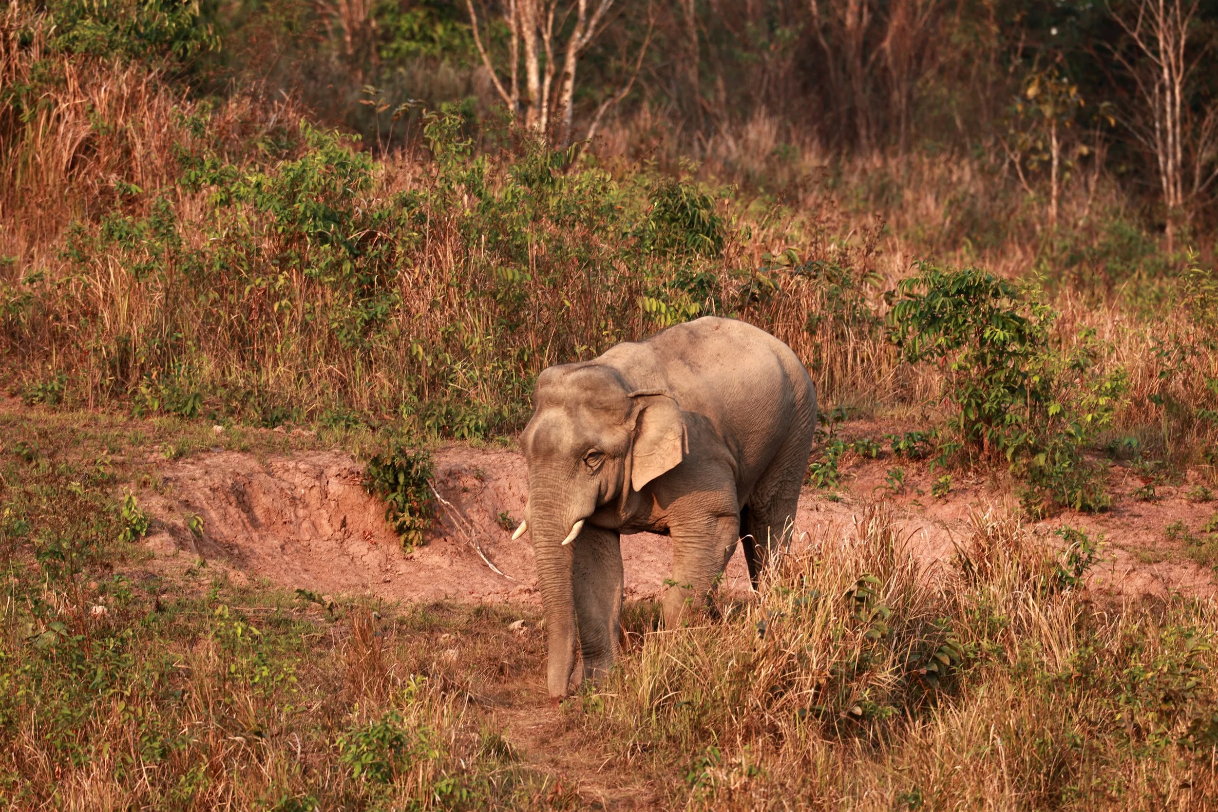Asian Elephant (Elephas maximus) Khao Yai National Park, Thailand (21).jpg